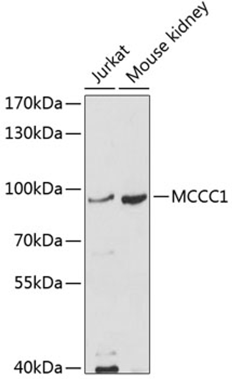 Western blot analysis of extracts of various cell lines, using MCCC1 antibody (13-380) at 1:1000 dilution.<br/>Secondary antibody: HRP Goat Anti-Rabbit IgG (H+L) at 1:10000 dilution.<br/>Lysates/proteins: 25ug per lane.<br/>Blocking buffer: 3% nonfat dry milk in TBST.<br/>Detection: ECL Basic Kit.<br/>Exposure time: 90s.