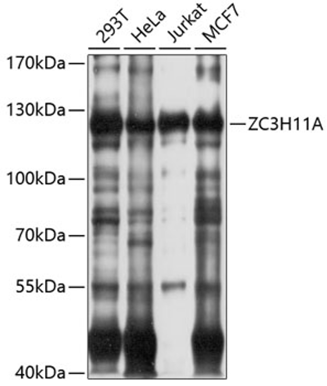 Western blot analysis of extracts of various cell lines, using ZC3H11A antibody (13-396) at 1:1000 dilution.<br/>Secondary antibody: HRP Goat Anti-Rabbit IgG (H+L) at 1:10000 dilution.<br/>Lysates/proteins: 25ug per lane.<br/>Blocking buffer: 3% nonfat dry milk in TBST.<br/>Detection: ECL Basic Kit.<br/>Exposure time: 10s.