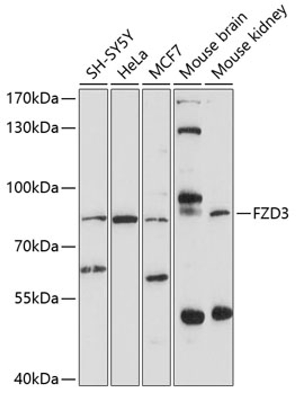 Western blot analysis of extracts of various cell lines, using FZD3 antibody (13-403) at 1:1000 dilution.<br/>Secondary antibody: HRP Goat Anti-Rabbit IgG (H+L) at 1:10000 dilution.<br/>Lysates/proteins: 25ug per lane.<br/>Blocking buffer: 3% nonfat dry milk in TBST.<br/>Detection: ECL Enhanced Kit.<br/>Exposure time: 90s.