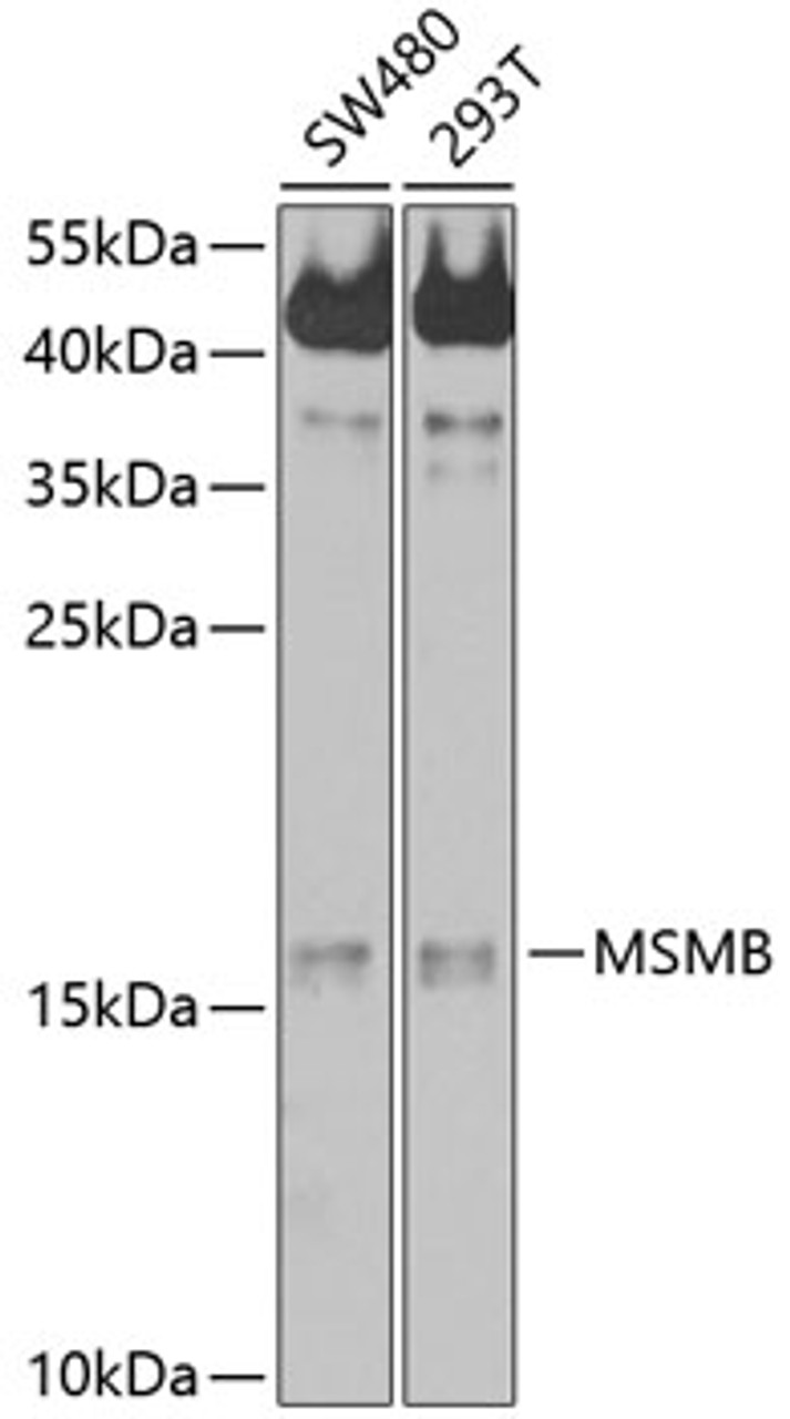 Western blot analysis of extracts of various cell lines, using MSMB antibody (13-424) at 1:1000 dilution.<br/>Secondary antibody: HRP Goat Anti-Rabbit IgG (H+L) at 1:10000 dilution.<br/>Lysates/proteins: 25ug per lane.<br/>Blocking buffer: 3% nonfat dry milk in TBST.<br/>Detection: ECL Basic Kit.<br/>Exposure time: 60s.
