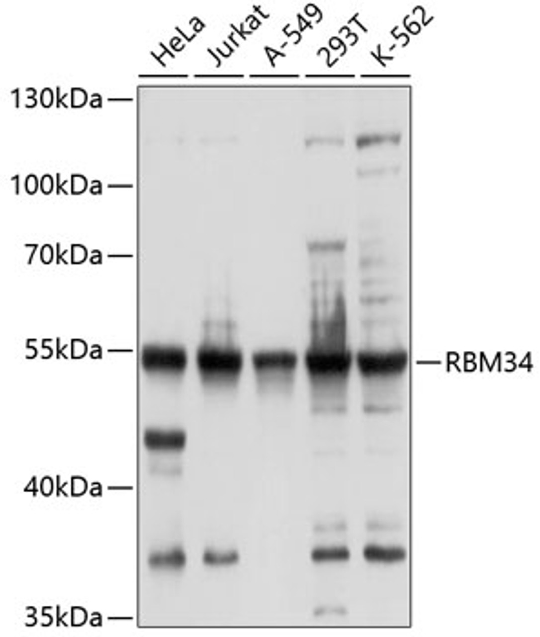 Western blot analysis of extracts of various cell lines, using RBM34 antibody (13-452) at 1:1000 dilution.<br/>Secondary antibody: HRP Goat Anti-Rabbit IgG (H+L) at 1:10000 dilution.<br/>Lysates/proteins: 25ug per lane.<br/>Blocking buffer: 3% nonfat dry milk in TBST.<br/>Detection: ECL Basic Kit.<br/>Exposure time: 5s.