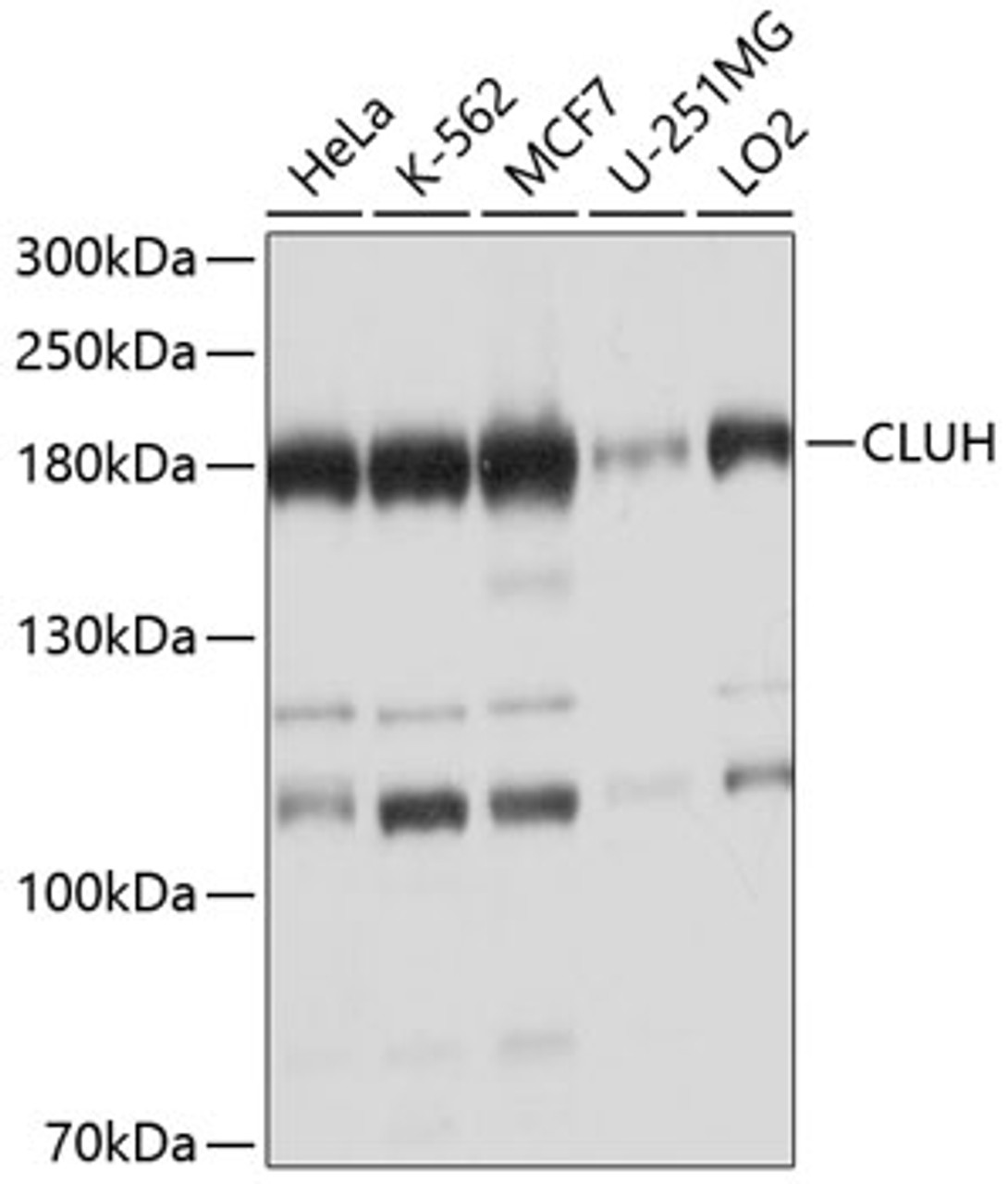 Western blot analysis of extracts of various cell lines, using CLUH antibody (13-454) at 1:1000 dilution.<br/>Secondary antibody: HRP Goat Anti-Rabbit IgG (H+L) at 1:10000 dilution.<br/>Lysates/proteins: 25ug per lane.<br/>Blocking buffer: 3% nonfat dry milk in TBST.<br/>Detection: ECL Basic Kit.<br/>Exposure time: 15s.