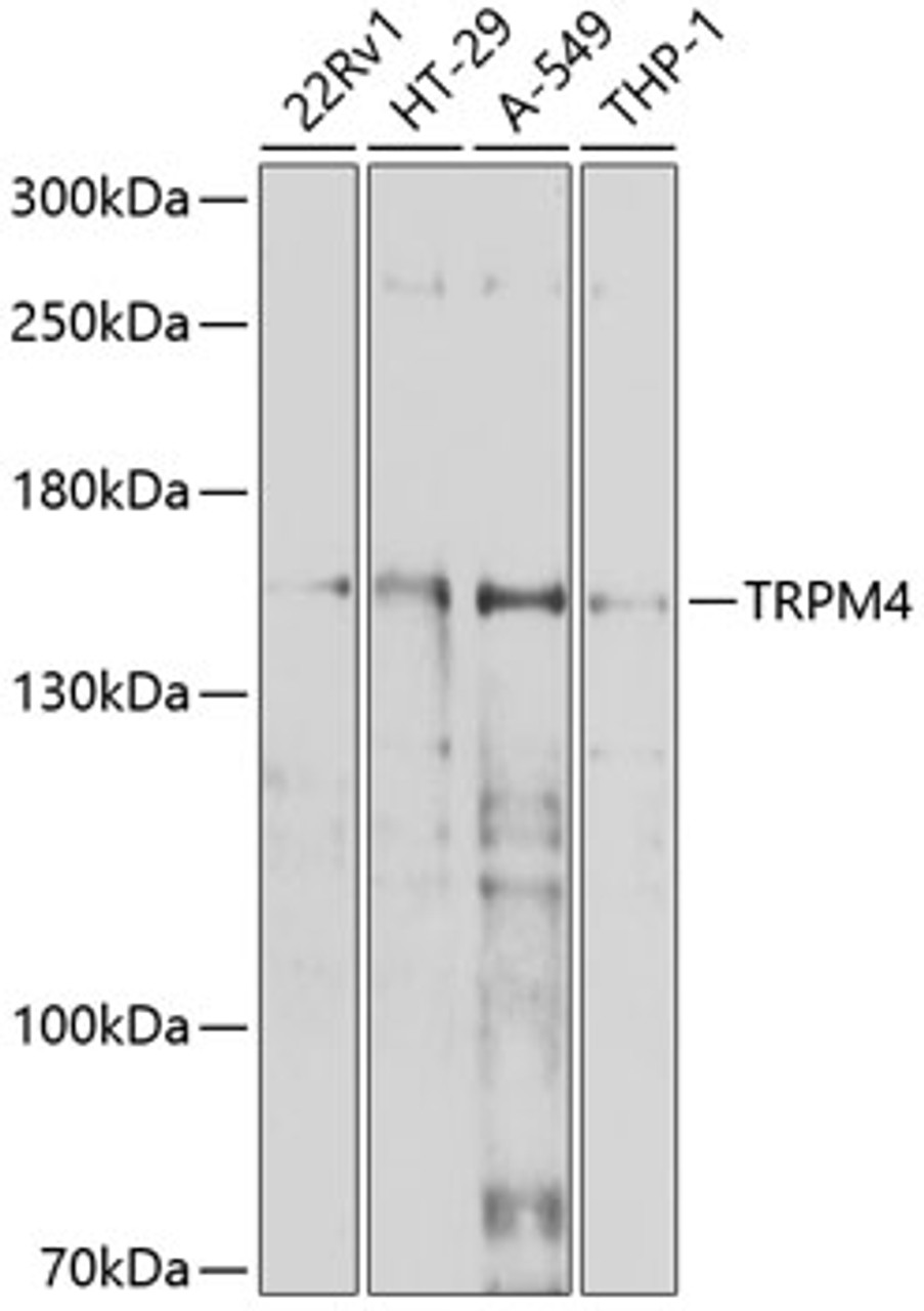 Western blot analysis of extracts of various cell lines, using TRPM4 antibody (13-460) at 1:1000 dilution.<br/>Secondary antibody: HRP Goat Anti-Rabbit IgG (H+L) at 1:10000 dilution.<br/>Lysates/proteins: 25ug per lane.<br/>Blocking buffer: 3% nonfat dry milk in TBST.<br/>Detection: ECL Basic Kit.<br/>Exposure time: 45s.