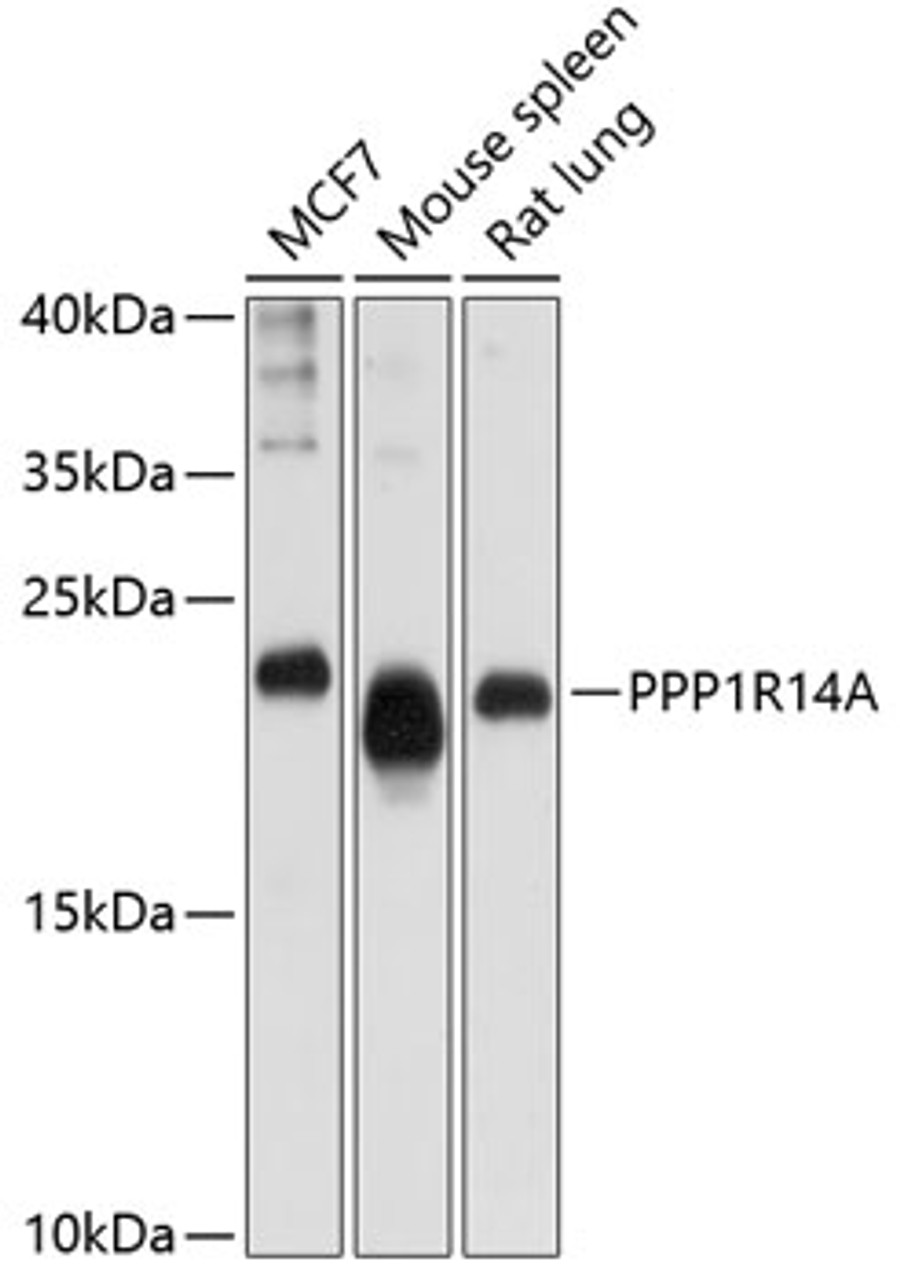 Western blot analysis of extracts of various cell lines, using PPP1R14A antibody (13-473) at 1:1000 dilution.<br/>Secondary antibody: HRP Goat Anti-Rabbit IgG (H+L) at 1:10000 dilution.<br/>Lysates/proteins: 25ug per lane.<br/>Blocking buffer: 3% nonfat dry milk in TBST.<br/>Detection: ECL Enhanced Kit.<br/>Exposure time: 60s.