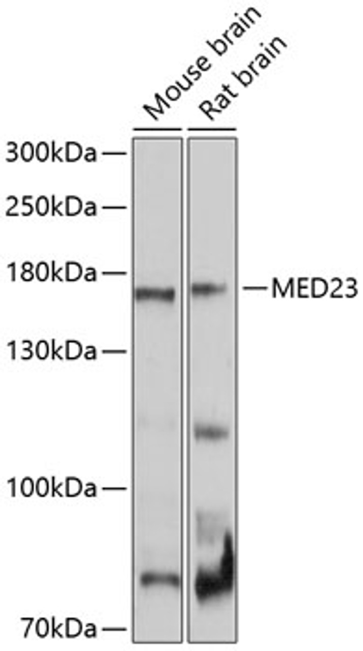 Western blot analysis of extracts of various cell lines, using MED23 Antibody (13-476) at 1:1000 dilution.<br/>Secondary antibody: HRP Goat Anti-Rabbit IgG (H+L) at 1:10000 dilution.<br/>Lysates/proteins: 25ug per lane.<br/>Blocking buffer: 3% nonfat dry milk in TBST.<br/>Detection: ECL Basic Kit.<br/>Exposure time: 10s.