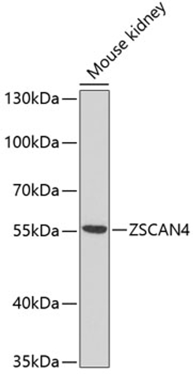 Western blot analysis of extracts of mouse kidney, using ZSCAN4 antibody (13-499) at 1:1000 dilution.<br/>Secondary antibody: HRP Goat Anti-Rabbit IgG (H+L) at 1:10000 dilution.<br/>Lysates/proteins: 25ug per lane.<br/>Blocking buffer: 3% nonfat dry milk in TBST.<br/>Detection: ECL Basic Kit.<br/>Exposure time: 90s.