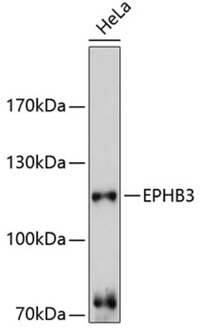 Western blot analysis of extracts of HeLa cells, using EPHB3 antibody (13-506) at 1:3000 dilution.<br/>Secondary antibody: HRP Goat Anti-Rabbit IgG (H+L) at 1:10000 dilution.<br/>Lysates/proteins: 25ug per lane.<br/>Blocking buffer: 3% nonfat dry milk in TBST.<br/>Detection: ECL Basic Kit.<br/>Exposure time: 90s.