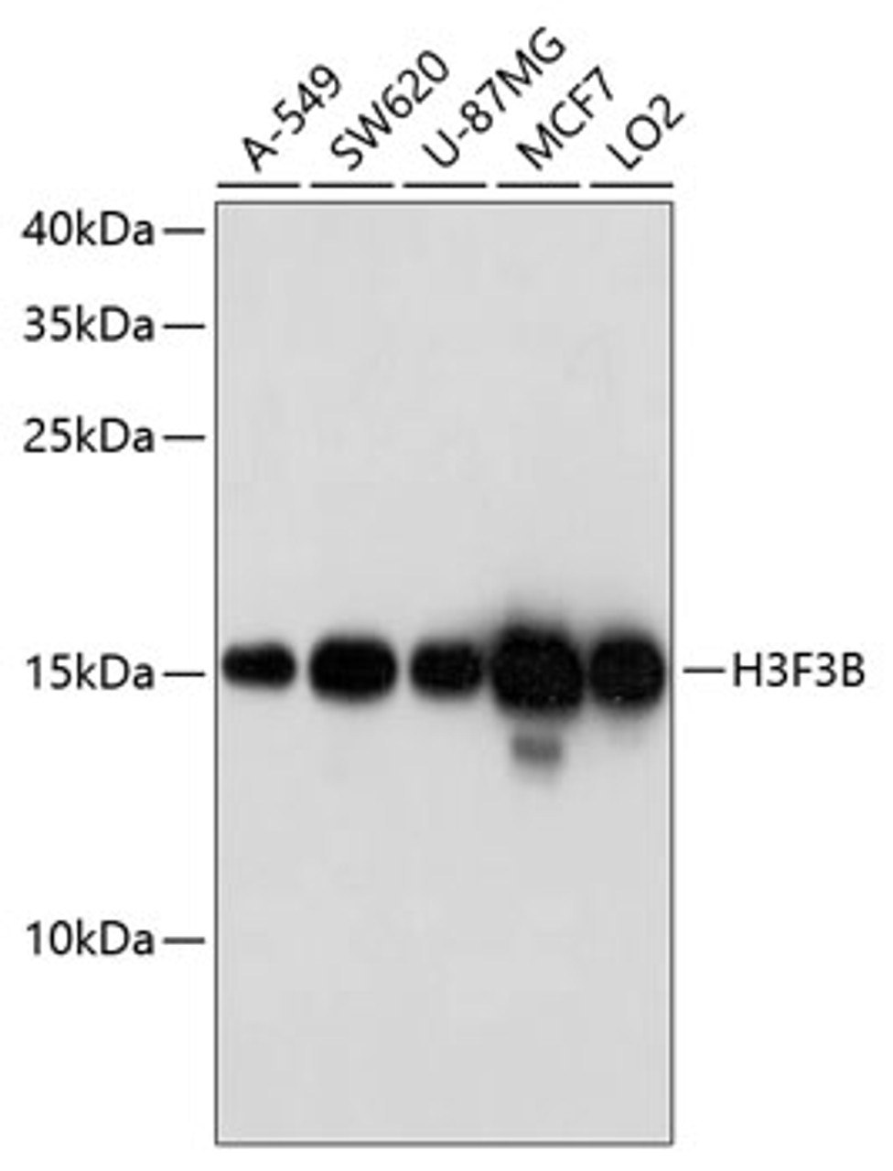 Western blot analysis of extracts of various cell lines, using H3F3B antibody (13-512) at 1:1000 dilution.<br/>Secondary antibody: HRP Goat Anti-Rabbit IgG (H+L) at 1:10000 dilution.<br/>Lysates/proteins: 25ug per lane.<br/>Blocking buffer: 3% nonfat dry milk in TBST.<br/>Detection: ECL Basic Kit.<br/>Exposure time: 90s.