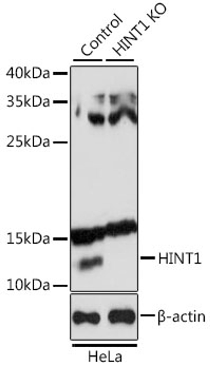 Western blot analysis of extracts from normal (control) and HINT1 knockout (KO) HeLa cells, using HINT1 antibody (13-513) at 1:1000 dilution.<br/>Secondary antibody: HRP Goat Anti-Rabbit IgG (H+L) at 1:10000 dilution.<br/>Lysates/proteins: 25ug per lane.<br/>Blocking buffer: 3% nonfat dry milk in TBST.<br/>Detection: ECL Basic Kit.<br/>Exposure time: 1s.