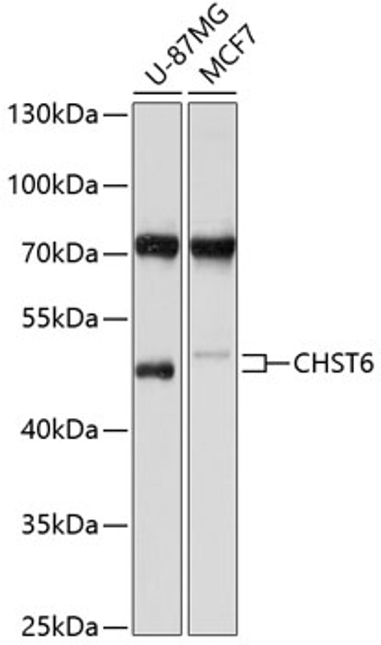 Western blot analysis of extracts of various cell lines, using CHST6 antibody (13-517) at 1:1000 dilution.<br/>Secondary antibody: HRP Goat Anti-Rabbit IgG (H+L) at 1:10000 dilution.<br/>Lysates/proteins: 25ug per lane.<br/>Blocking buffer: 3% nonfat dry milk in TBST.<br/>Detection: ECL Basic Kit.<br/>Exposure time: 10s.