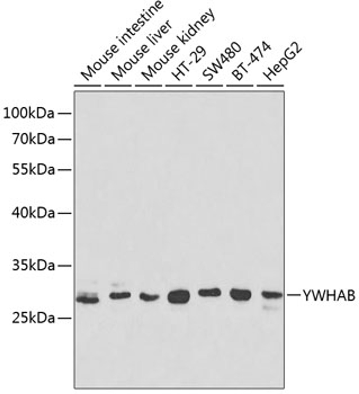 Western blot analysis of extracts of various cell lines, using YWHAB antibody (13-518) at 1:1000 dilution.<br/>Secondary antibody: HRP Goat Anti-Rabbit IgG (H+L) at 1:10000 dilution.<br/>Lysates/proteins: 25ug per lane.<br/>Blocking buffer: 3% nonfat dry milk in TBST.