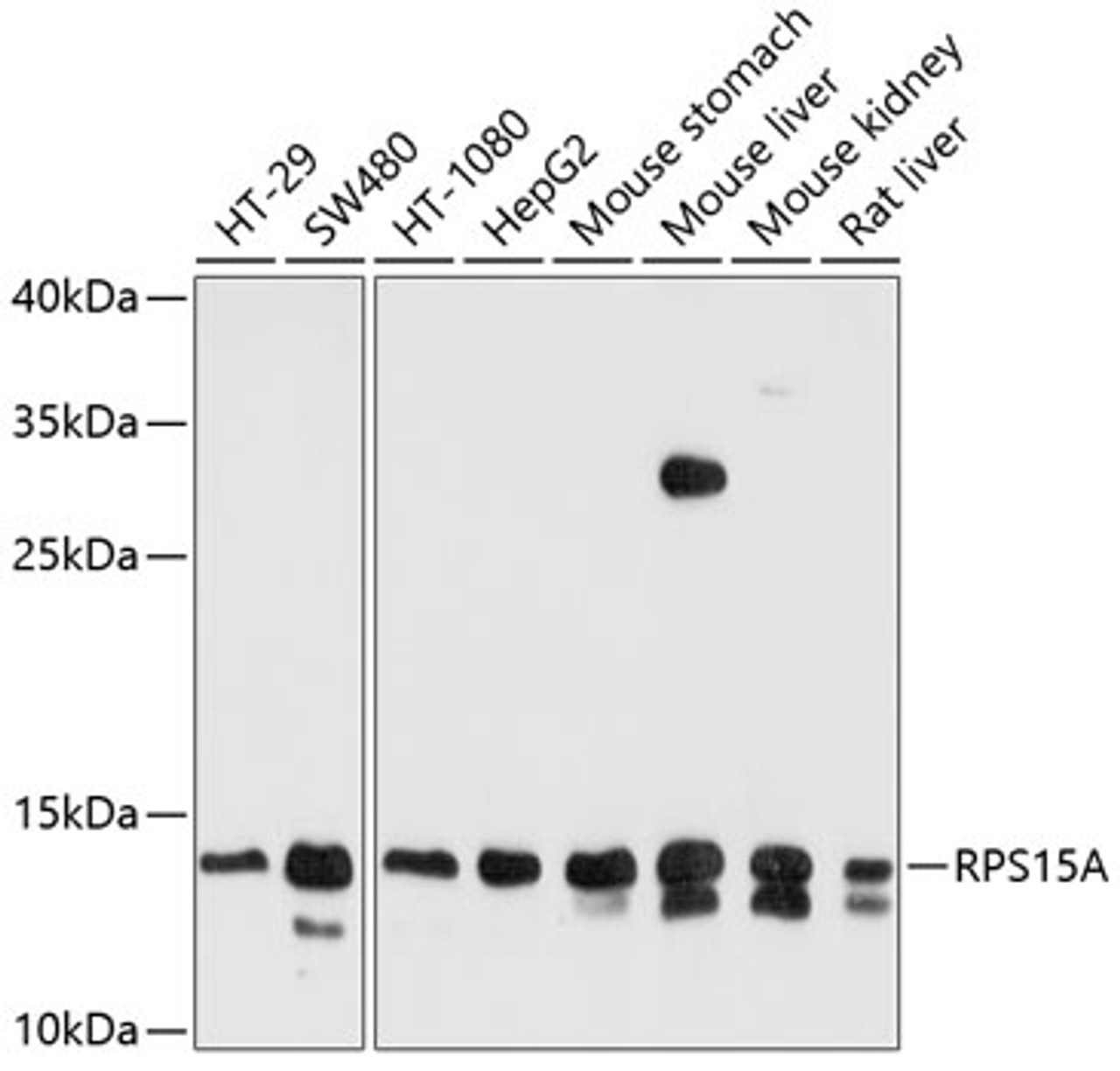 Western blot analysis of extracts of various cell lines, using RPS15A antibody (13-523) at 1:1000 dilution.<br/>Secondary antibody: HRP Goat Anti-Rabbit IgG (H+L) at 1:10000 dilution.<br/>Lysates/proteins: 25ug per lane.<br/>Blocking buffer: 3% nonfat dry milk in TBST.<br/>Detection: ECL Basic Kit.<br/>Exposure time: 30s.