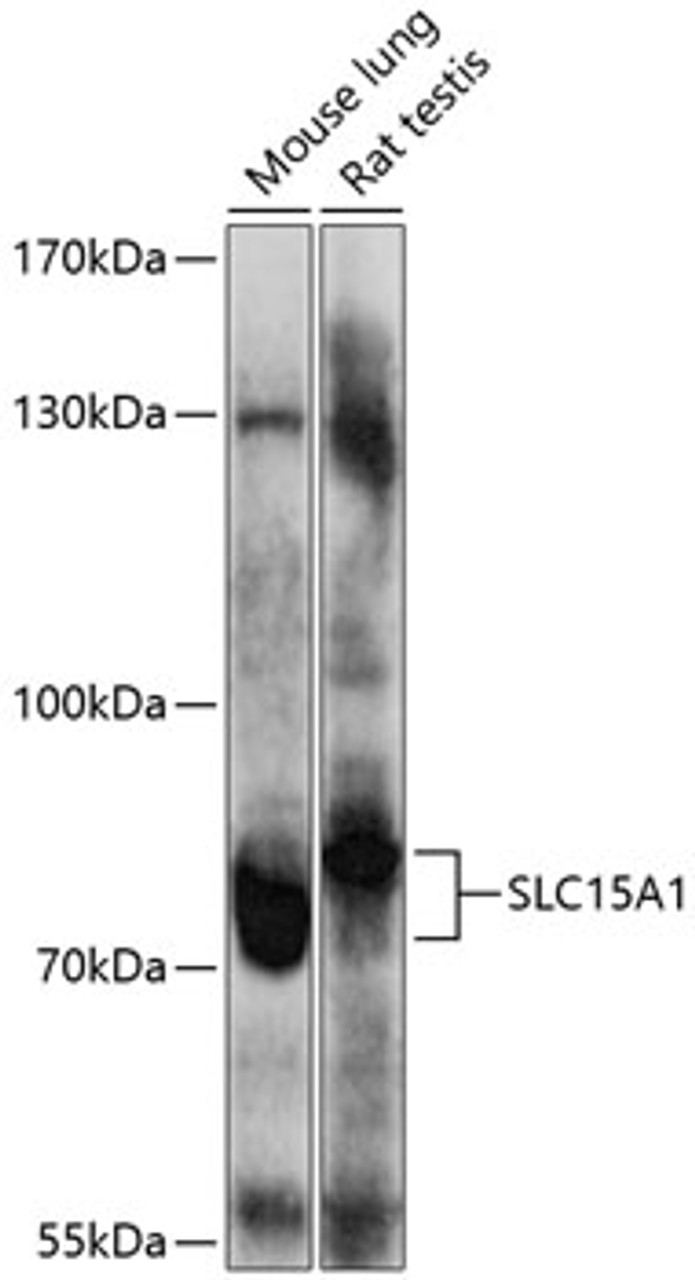 Western blot analysis of extracts of various cell lines, using SLC15A1 antibody (13-527) at 1:1000 dilution.<br/>Secondary antibody: HRP Goat Anti-Rabbit IgG (H+L) at 1:10000 dilution.<br/>Lysates/proteins: 25ug per lane.<br/>Blocking buffer: 3% nonfat dry milk in TBST.<br/>Detection: ECL Enhanced Kit.<br/>Exposure time: 90s.