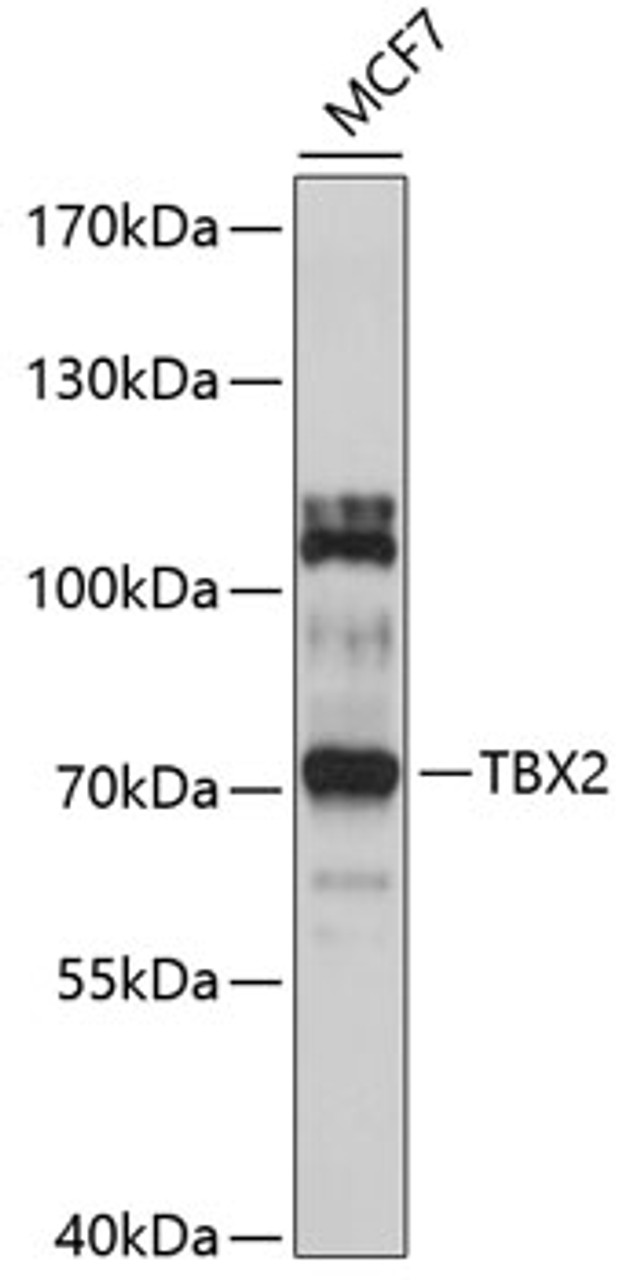 Western blot analysis of extracts of MCF-7 cells, using TBX2 antibody (13-531) at 1:1000 dilution.<br/>Secondary antibody: HRP Goat Anti-Rabbit IgG (H+L) at 1:10000 dilution.<br/>Lysates/proteins: 25ug per lane.<br/>Blocking buffer: 3% nonfat dry milk in TBST.<br/>Detection: ECL Basic Kit.<br/>Exposure time: 5s.