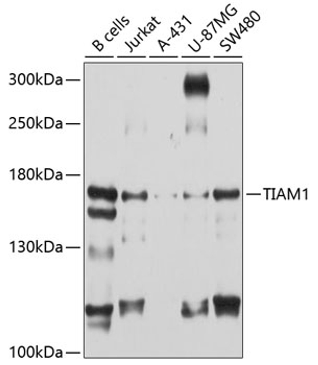 Western blot analysis of extracts of various cell lines, using TIAM1 antibody (13-533) at 1:1000 dilution.<br/>Secondary antibody: HRP Goat Anti-Rabbit IgG (H+L) at 1:10000 dilution.<br/>Lysates/proteins: 25ug per lane.<br/>Blocking buffer: 3% nonfat dry milk in TBST.<br/>Detection: ECL Basic Kit.<br/>Exposure time: 30s.