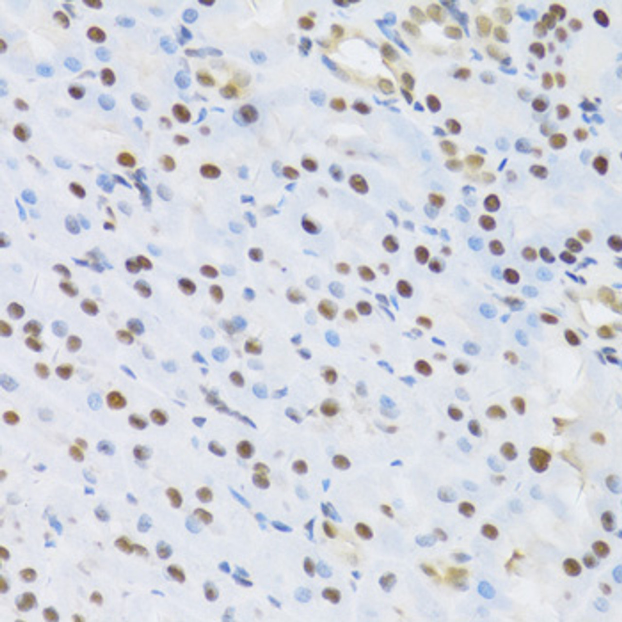 Immunohistochemistry of paraffin-embedded rat kidney using SFN Antibody (13-540) at dilution of 1:100 (40x lens) .