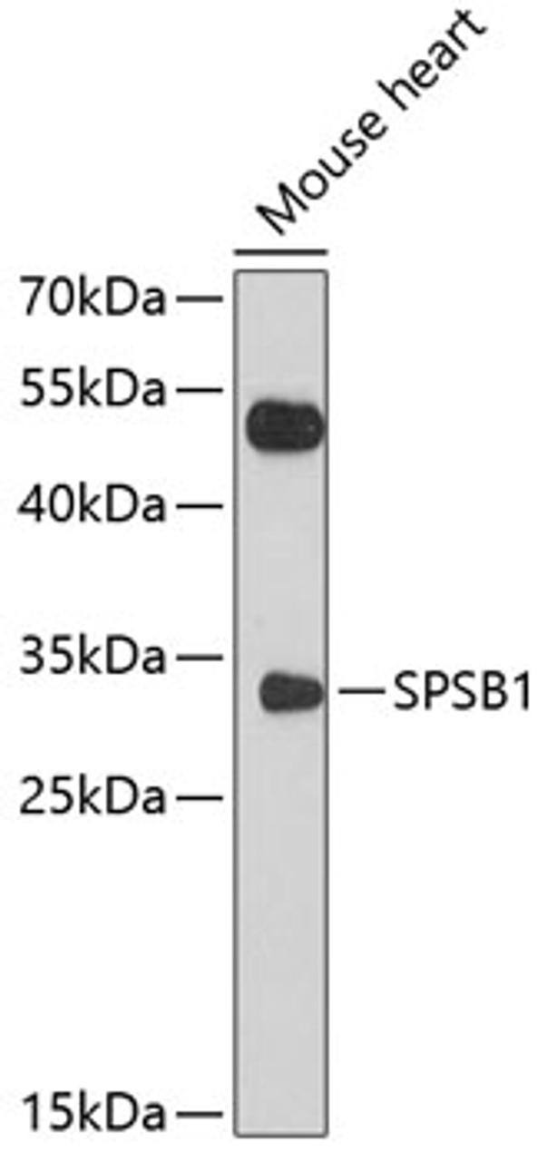 Western blot analysis of extracts of mouse heart, using SPSB1 antibody (13-581) at 1:1000 dilution.<br/>Secondary antibody: HRP Goat Anti-Rabbit IgG (H+L) at 1:10000 dilution.<br/>Lysates/proteins: 25ug per lane.<br/>Blocking buffer: 3% nonfat dry milk in TBST.<br/>Detection: ECL Enhanced Kit.<br/>Exposure time: 90s.