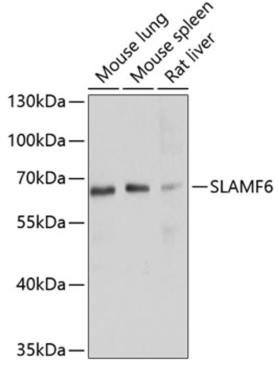 Western blot analysis of extracts of various cell lines, using SLAMF6 antibody (13-589) at 1:1000 dilution.<br/>Secondary antibody: HRP Goat Anti-Rabbit IgG (H+L) at 1:10000 dilution.<br/>Lysates/proteins: 25ug per lane.<br/>Blocking buffer: 3% nonfat dry milk in TBST.<br/>Detection: ECL Enhanced Kit.<br/>Exposure time: 10s.