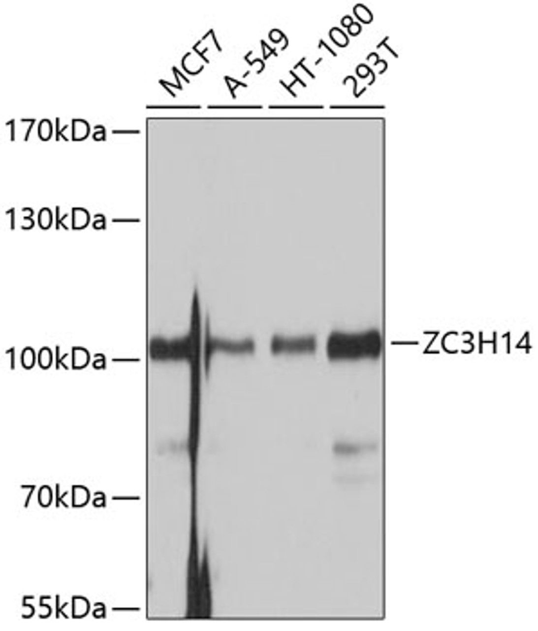 Western blot analysis of extracts of various cell lines, using ZC3H14 antibody (13-607) at 1:1000 dilution.<br/>Secondary antibody: HRP Goat Anti-Rabbit IgG (H+L) at 1:10000 dilution.<br/>Lysates/proteins: 25ug per lane.<br/>Blocking buffer: 3% nonfat dry milk in TBST.<br/>Detection: ECL Basic Kit.<br/>Exposure time: 1s.