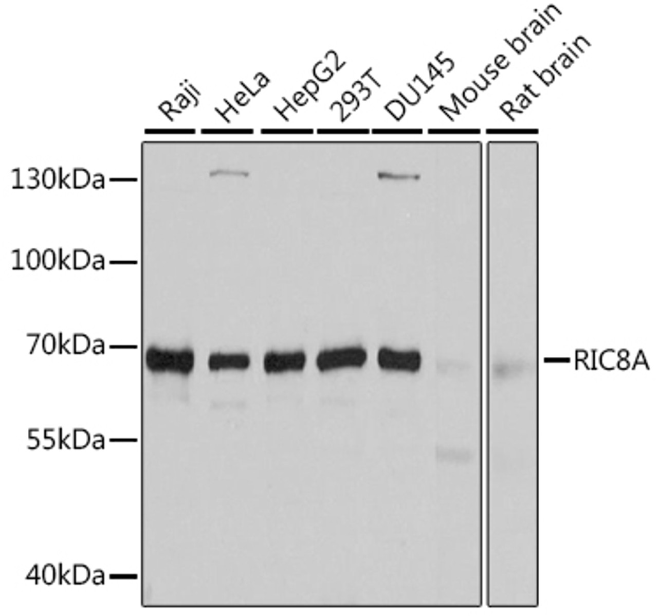 Western blot analysis of extracts of various cell lines, using RIC8A antibody (13-623) at 1:3000 dilution.<br/>Secondary antibody: HRP Goat Anti-Rabbit IgG (H+L) at 1:10000 dilution.<br/>Lysates/proteins: 25ug per lane.<br/>Blocking buffer: 3% nonfat dry milk in TBST.<br/>Detection: ECL Basic Kit.<br/>Exposure time: 20s.