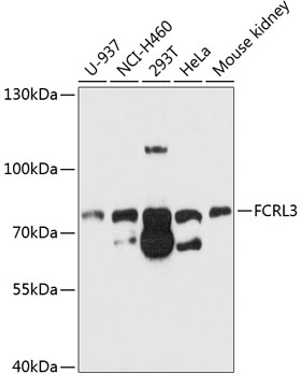 Western blot analysis of extracts of various cell lines, using FCRL3 antibody (13-659) at 1:1000 dilution.<br/>Secondary antibody: HRP Goat Anti-Rabbit IgG (H+L) at 1:10000 dilution.<br/>Lysates/proteins: 25ug per lane.<br/>Blocking buffer: 3% nonfat dry milk in TBST.<br/>Detection: ECL Basic Kit.<br/>Exposure time: 30s.