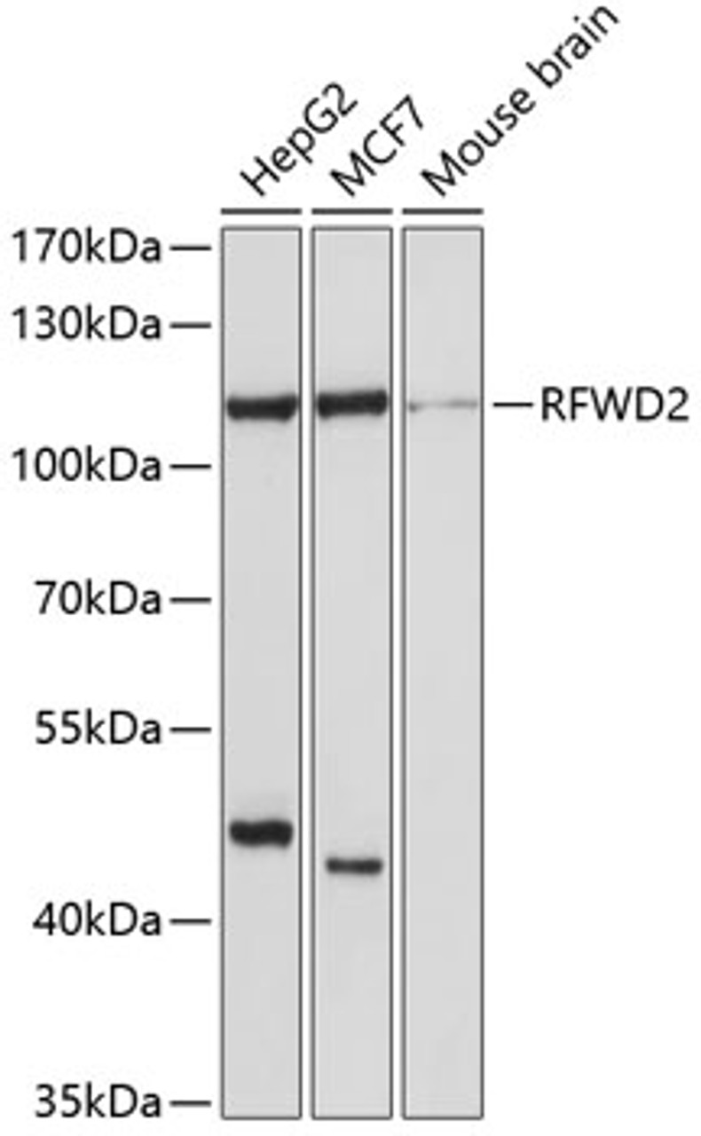 Western blot analysis of extracts of various cell lines, using RFWD2 antibody (13-667) at 1:1000 dilution.<br/>Secondary antibody: HRP Goat Anti-Rabbit IgG (H+L) at 1:10000 dilution.<br/>Lysates/proteins: 25ug per lane.<br/>Blocking buffer: 3% nonfat dry milk in TBST.<br/>Detection: ECL Basic Kit.<br/>Exposure time: 60s.