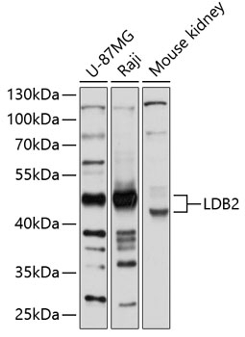 Western blot analysis of extracts of various cell lines, using LDB2 antibody (13-673) at 1:1000 dilution.<br/>Secondary antibody: HRP Goat Anti-Rabbit IgG (H+L) at 1:10000 dilution.<br/>Lysates/proteins: 25ug per lane.<br/>Blocking buffer: 3% nonfat dry milk in TBST.<br/>Detection: ECL Basic Kit.<br/>Exposure time: 5s.