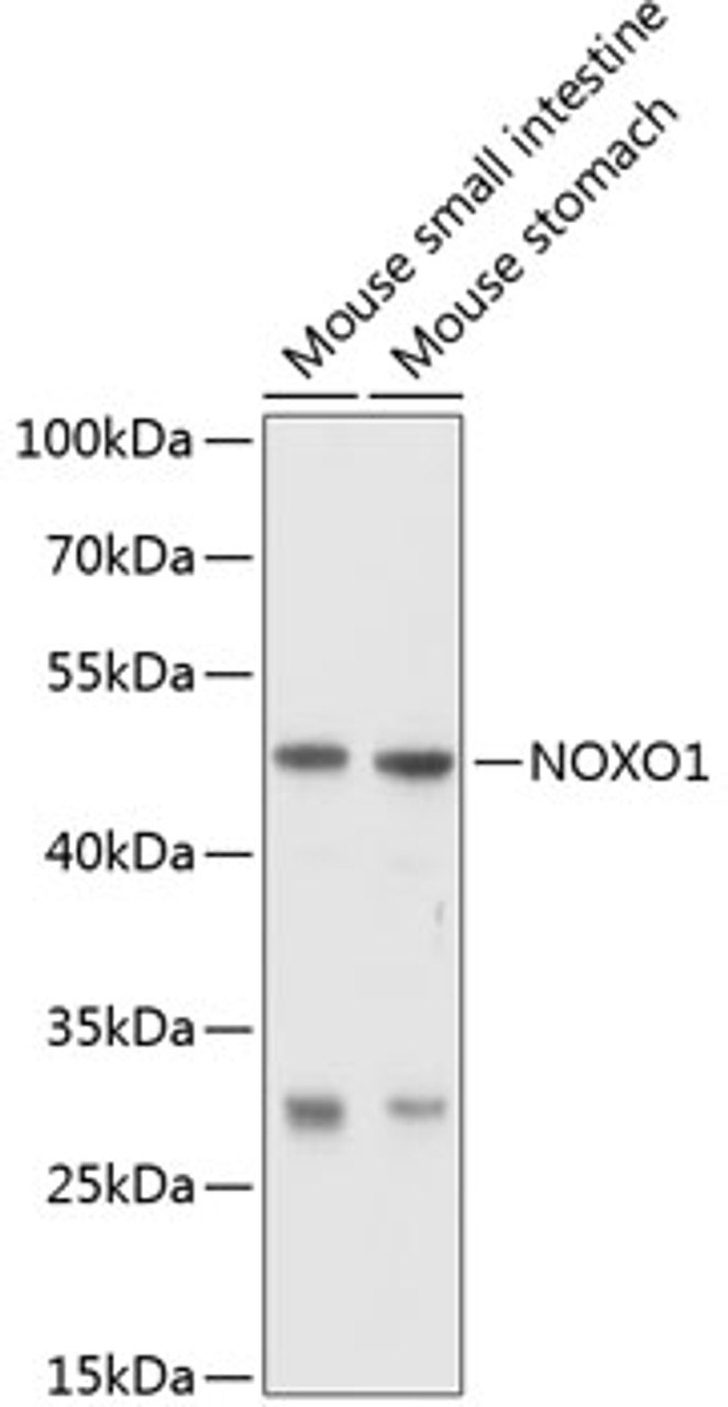 Western blot analysis of extracts of various cell lines, using NOXO1 antibody (13-675) at 1:1000 dilution.<br/>Secondary antibody: HRP Goat Anti-Rabbit IgG (H+L) at 1:10000 dilution.<br/>Lysates/proteins: 25ug per lane.<br/>Blocking buffer: 3% nonfat dry milk in TBST.<br/>Detection: ECL Basic Kit.<br/>Exposure time: 10s.