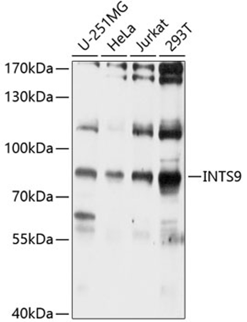 Western blot analysis of extracts of various cell lines, using INTS9 antibody (13-677) at 1:1000 dilution.<br/>Secondary antibody: HRP Goat Anti-Rabbit IgG (H+L) at 1:10000 dilution.<br/>Lysates/proteins: 25ug per lane.<br/>Blocking buffer: 3% nonfat dry milk in TBST.<br/>Detection: ECL Basic Kit.<br/>Exposure time: 30s.