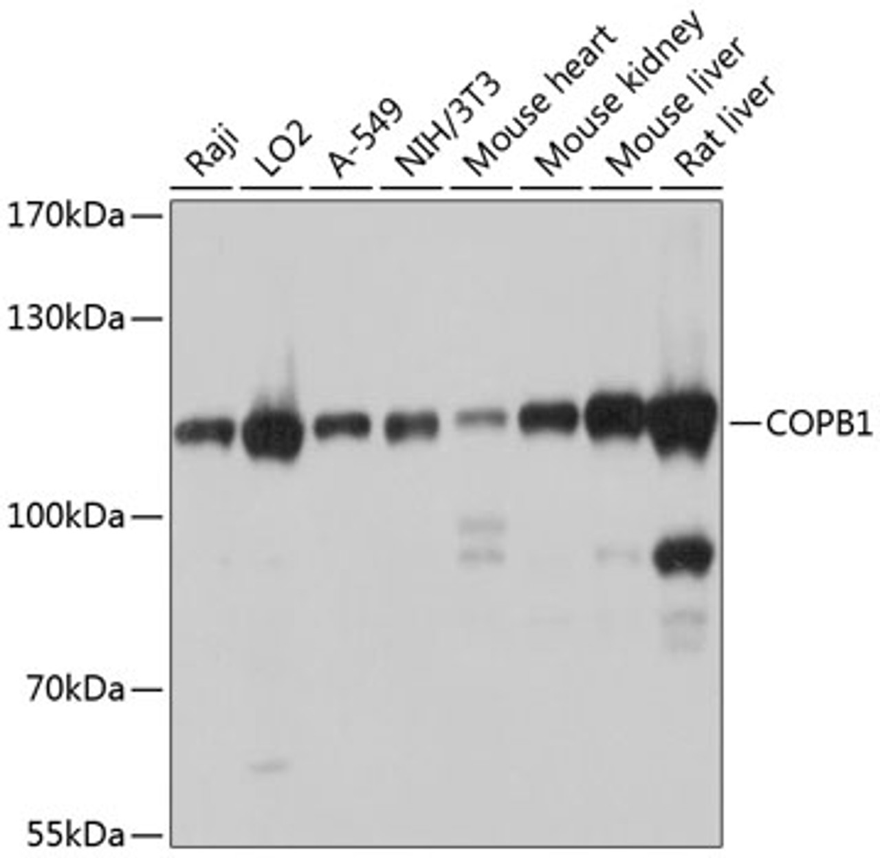 Western blot analysis of extracts of various cell lines, using COPB1 antibody (13-680) at 1:1000 dilution.<br/>Secondary antibody: HRP Goat Anti-Rabbit IgG (H+L) at 1:10000 dilution.<br/>Lysates/proteins: 25ug per lane.<br/>Blocking buffer: 3% nonfat dry milk in TBST.<br/>Detection: ECL Basic Kit.<br/>Exposure time: 1s.