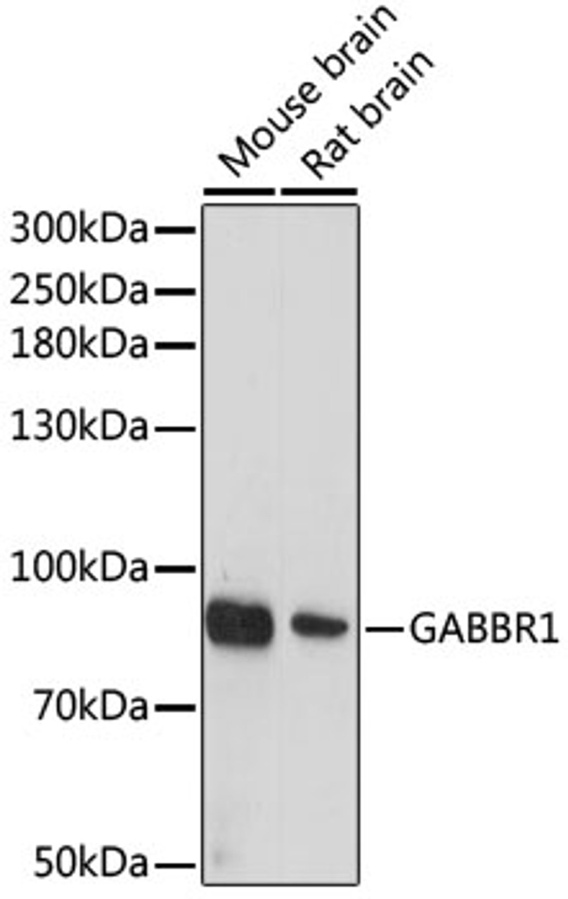 Western blot analysis of extracts of various cell lines, using GABBR1 antibody (13-694) at 1:1000 dilution.<br/>Secondary antibody: HRP Goat Anti-Rabbit IgG (H+L) at 1:10000 dilution.<br/>Lysates/proteins: 25ug per lane.<br/>Blocking buffer: 3% nonfat dry milk in TBST.<br/>Detection: ECL Basic Kit.<br/>Exposure time: 90s.