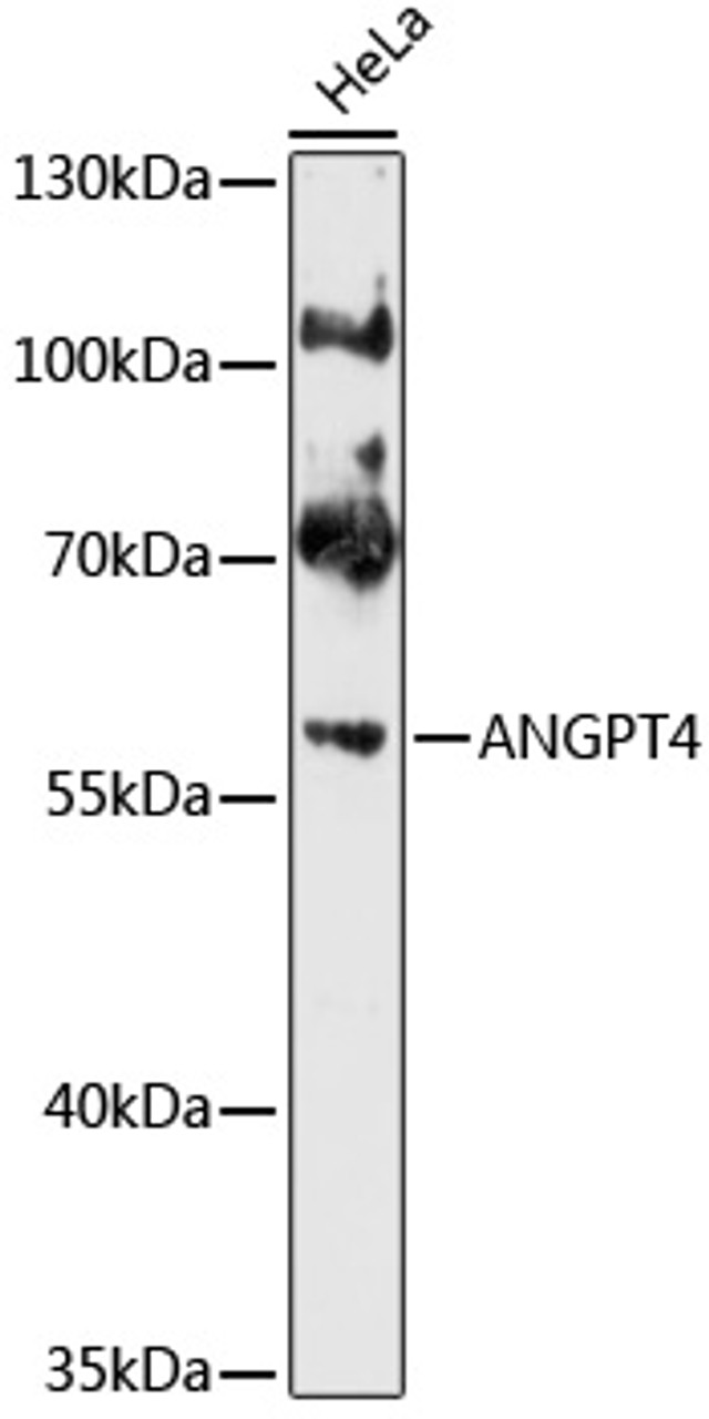 Western blot analysis of extracts of HeLa cells, using ANGPT4 antibody (13-743) at 1:1000 dilution.<br/>Secondary antibody: HRP Goat Anti-Rabbit IgG (H+L) at 1:10000 dilution.<br/>Lysates/proteins: 25ug per lane.<br/>Blocking buffer: 3% nonfat dry milk in TBST.<br/>Detection: ECL Basic Kit.<br/>Exposure time: 30s.