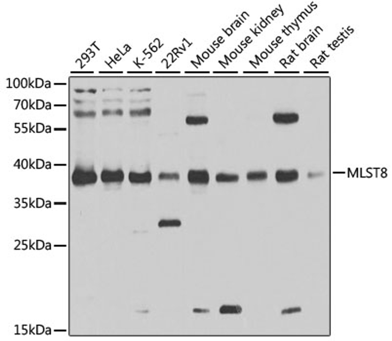 Western blot analysis of extracts of various cell lines, using MLST8 antibody (13-744) at 1:1000 dilution.<br/>Secondary antibody: HRP Goat Anti-Rabbit IgG (H+L) at 1:10000 dilution.<br/>Lysates/proteins: 25ug per lane.<br/>Blocking buffer: 3% nonfat dry milk in TBST.<br/>Detection: ECL Basic Kit.<br/>Exposure time: 5s.