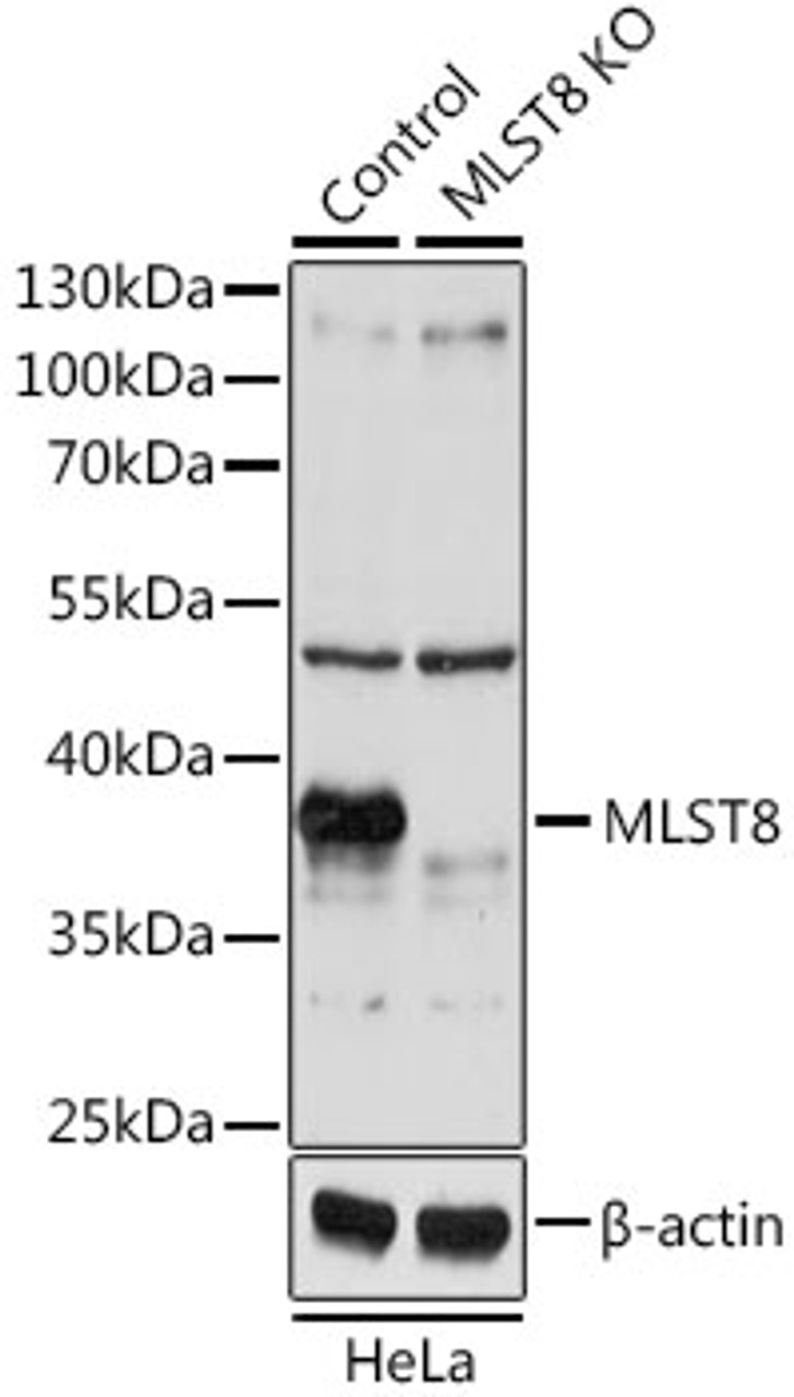Western blot analysis of extracts from normal (control) and MLST8 knockout (KO) HeLa cells, using MLST8 antibody (13-744) at 1:1000 dilution.<br/>Secondary antibody: HRP Goat Anti-Rabbit IgG (H+L) at 1:10000 dilution.<br/>Lysates/proteins: 25ug per lane.<br/>Blocking buffer: 3% nonfat dry milk in TBST.<br/>Detection: ECL Basic Kit.<br/>Exposure time: 5s.