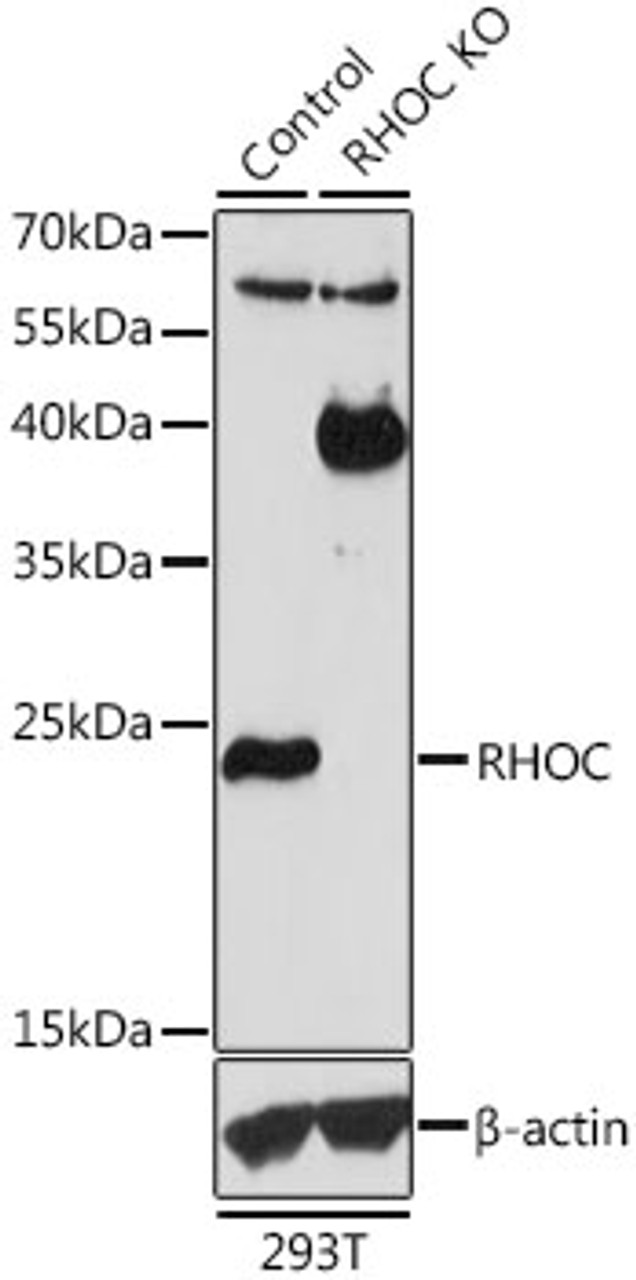 Western blot analysis of extracts from normal (control) and RHOC knockout (KO) 293T cells, using RHOC antibody (13-764) at 1:1000 dilution.<br/>Secondary antibody: HRP Goat Anti-Rabbit IgG (H+L) at 1:10000 dilution.<br/>Lysates/proteins: 25ug per lane.<br/>Blocking buffer: 3% nonfat dry milk in TBST.<br/>Detection: ECL Basic Kit.<br/>Exposure time: 300s.