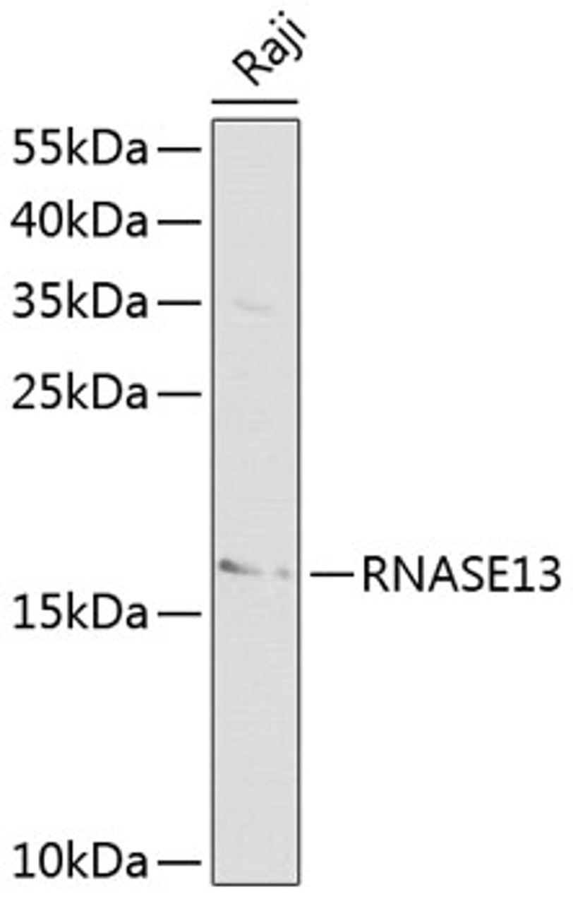 Western blot analysis of extracts of Raji cells, using RNASE13 antibody (13-774) at 1:1000 dilution.<br/>Secondary antibody: HRP Goat Anti-Rabbit IgG (H+L) at 1:10000 dilution.<br/>Lysates/proteins: 25ug per lane.<br/>Blocking buffer: 3% nonfat dry milk in TBST.