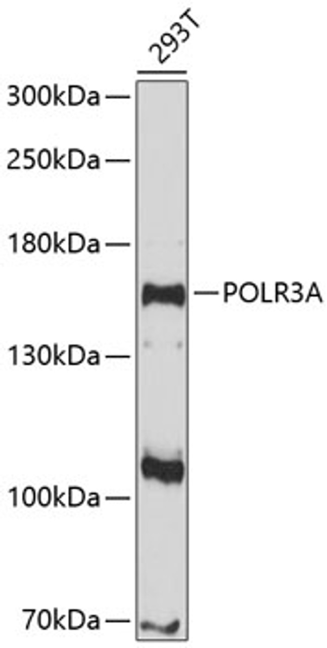 Western blot analysis of extracts of 293T cells, using POLR3A antibody (13-776) at 1:1000 dilution.<br/>Secondary antibody: HRP Goat Anti-Rabbit IgG (H+L) at 1:10000 dilution.<br/>Lysates/proteins: 25ug per lane.<br/>Blocking buffer: 3% nonfat dry milk in TBST.<br/>Detection: ECL Enhanced Kit.<br/>Exposure time: 90s.