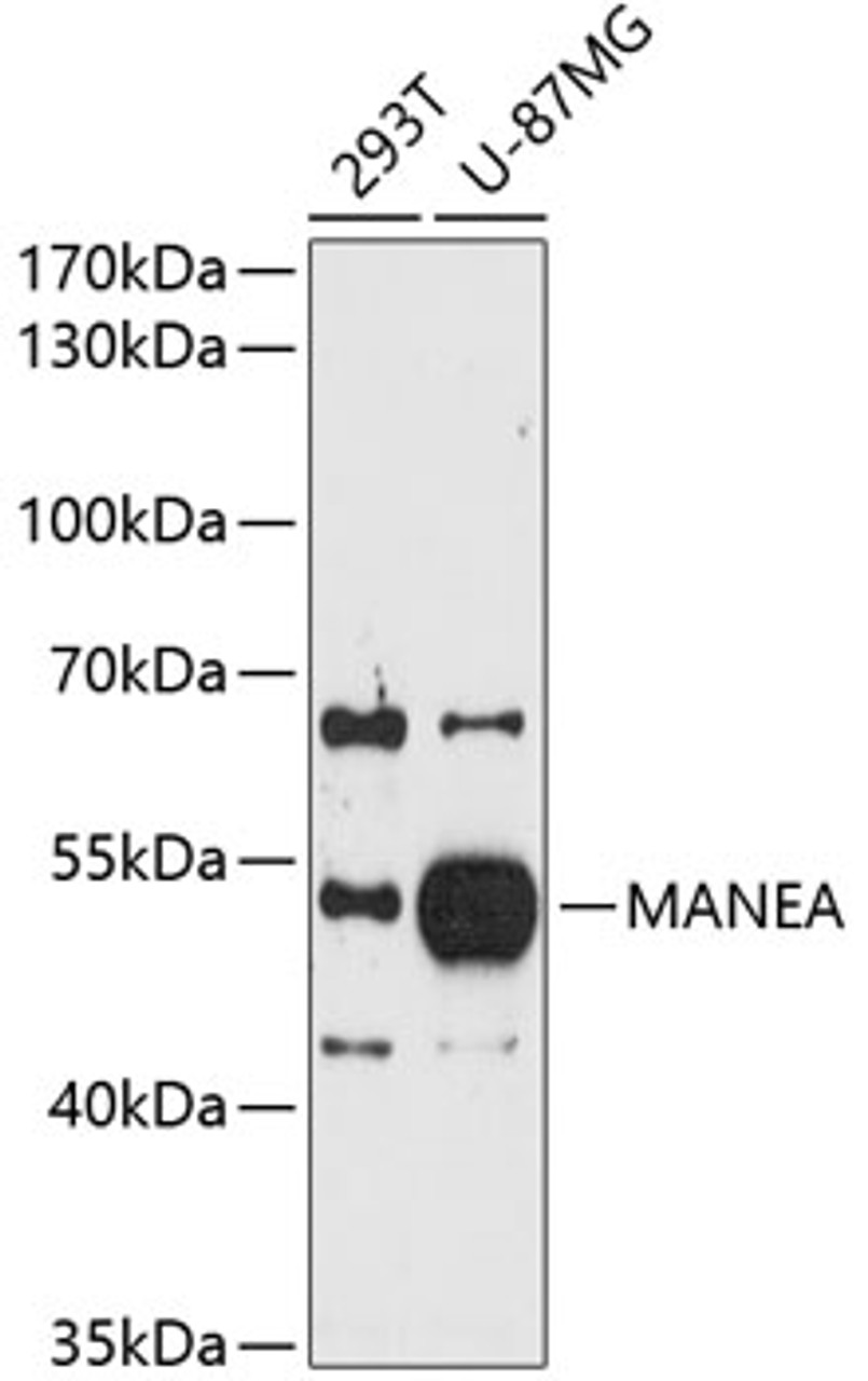 Western blot analysis of extracts of various cell lines, using MANEA antibody (13-785) at 1:1000 dilution.<br/>Secondary antibody: HRP Goat Anti-Rabbit IgG (H+L) at 1:10000 dilution.<br/>Lysates/proteins: 25ug per lane.<br/>Blocking buffer: 3% nonfat dry milk in TBST.<br/>Detection: ECL Basic Kit.<br/>Exposure time: 90s.