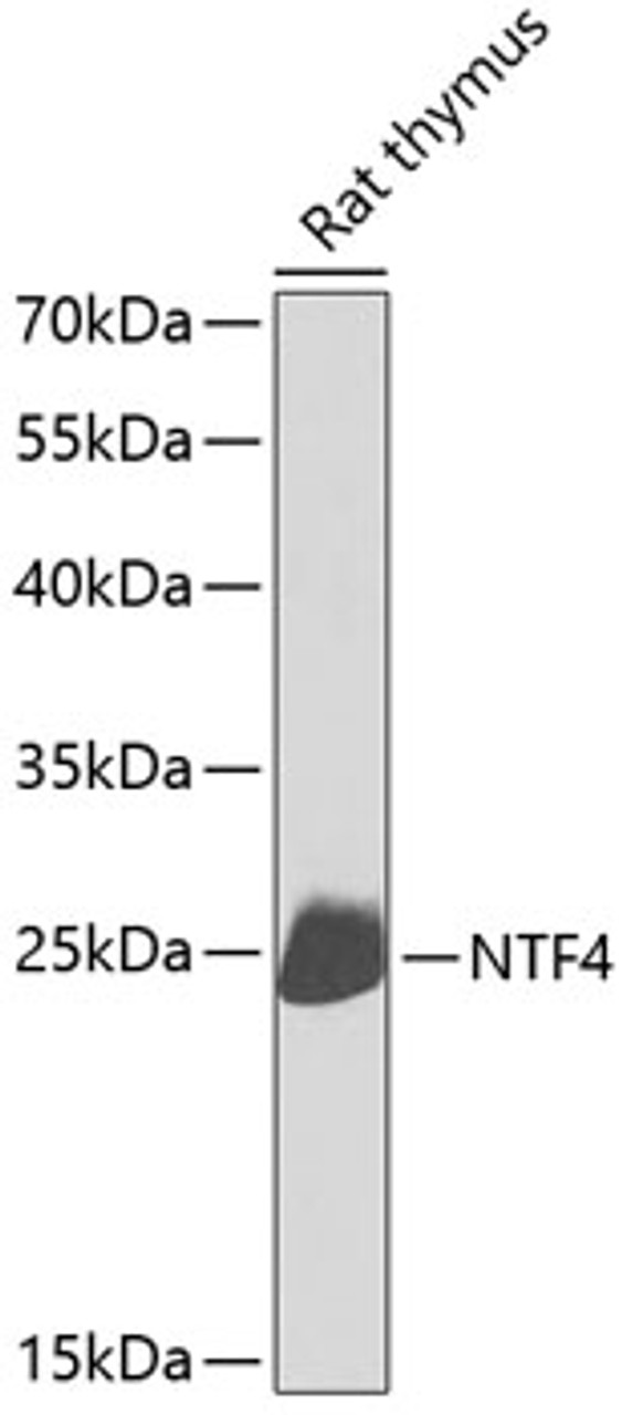 Western blot analysis of extracts of rat thymus, using NTF4 antibody (13-810) at 1:1000 dilution._Secondary antibody: HRP Goat Anti-Rabbit IgG (H+L) at 1:10000 dilution._Lysates/proteins: 25ug per lane._Blocking buffer: 3% nonfat dry milk in TBST._Detection: ECL Enhanced Kit._Exposure time: 10s.
