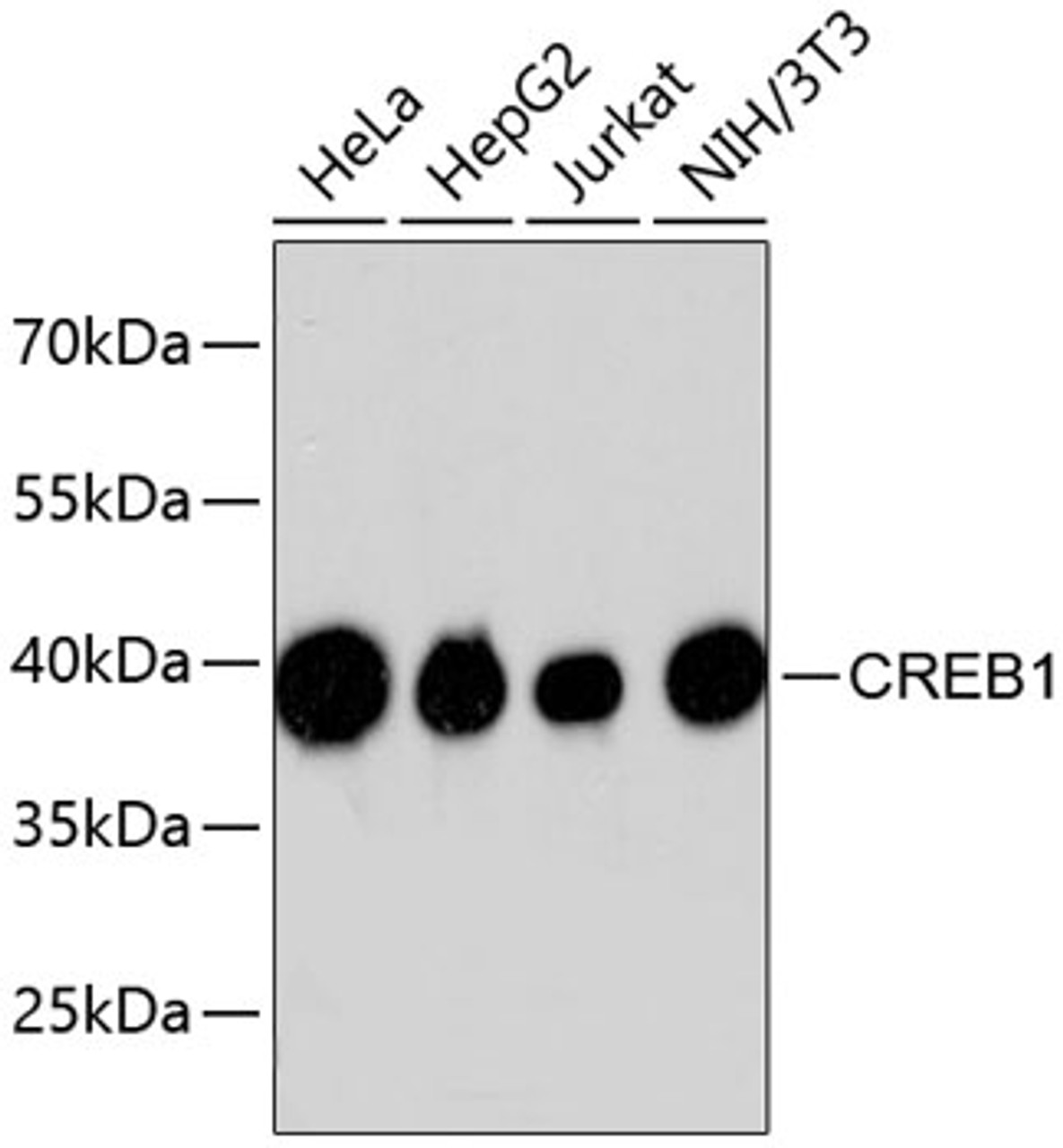 Western blot analysis of extracts of various cell lines, using CREB1 antibody (13-821) .<br/>Secondary antibody: HRP Goat Anti-Rabbit IgG (H+L) at 1:10000 dilution.<br/>Lysates/proteins: 25ug per lane.<br/>Blocking buffer: 3% nonfat dry milk in TBST.