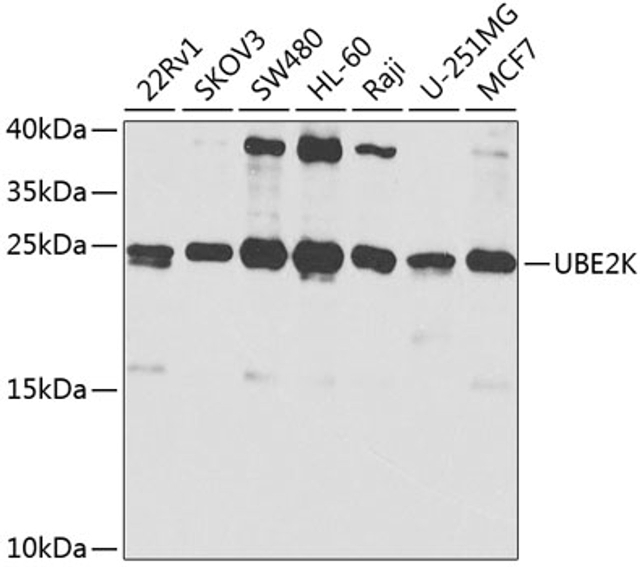 Western blot analysis of extracts of various cell lines, using UBE2K antibody (13-838) at 1:1000 dilution.<br/>Secondary antibody: HRP Goat Anti-Rabbit IgG (H+L) at 1:10000 dilution.<br/>Lysates/proteins: 25ug per lane.<br/>Blocking buffer: 3% nonfat dry milk in TBST.<br/>Detection: ECL Basic Kit.<br/>Exposure time: 30s.