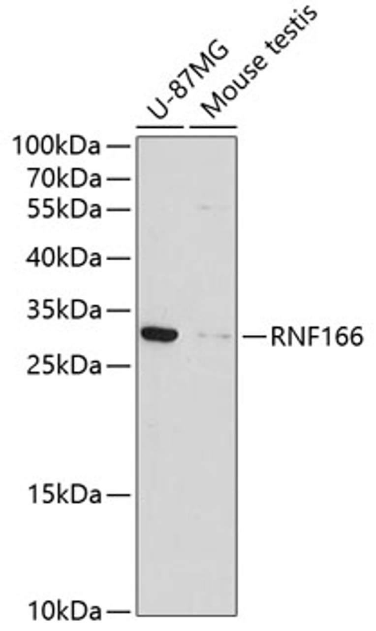 Western blot analysis of extracts of various cell lines, using RNF166 antibody (13-869) at 1:1000 dilution.<br/>Secondary antibody: HRP Goat Anti-Rabbit IgG (H+L) at 1:10000 dilution.<br/>Lysates/proteins: 25ug per lane.<br/>Blocking buffer: 3% nonfat dry milk in TBST.<br/>Detection: ECL Basic Kit.<br/>Exposure time: 90s.