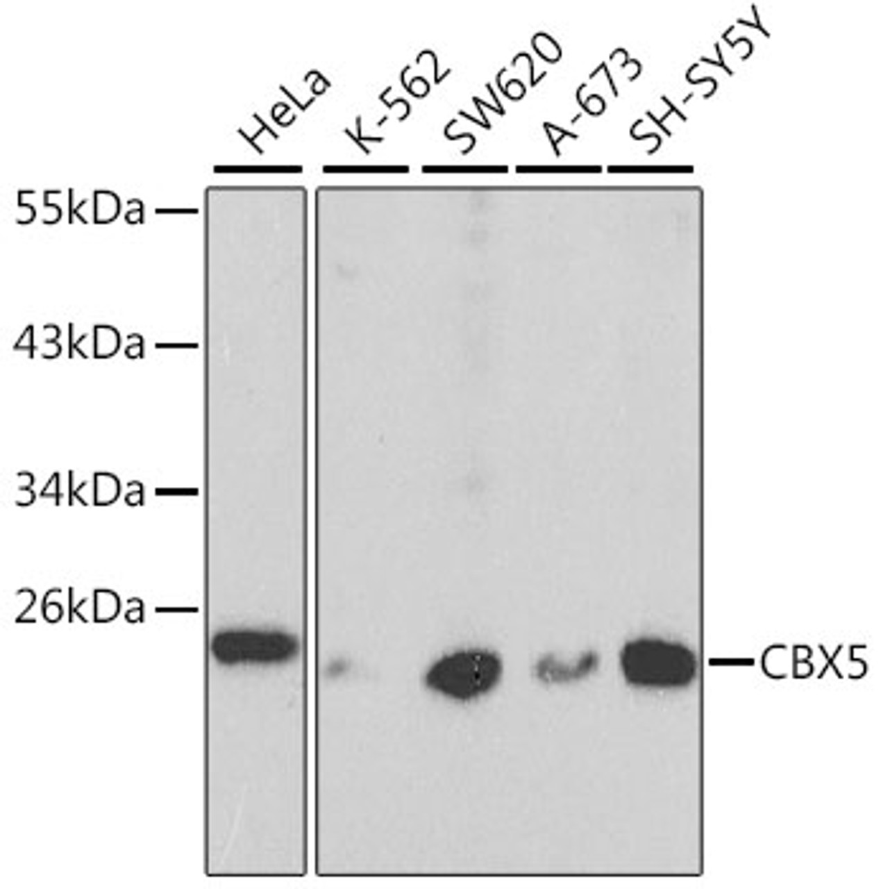 Western blot analysis of extracts of various cell lines, using CBX5 antibody (13-877) at 1:1000 dilution.<br/>Secondary antibody: HRP Goat Anti-Rabbit IgG (H+L) at 1:10000 dilution.<br/>Lysates/proteins: 25ug per lane.<br/>Blocking buffer: 3% nonfat dry milk in TBST.
