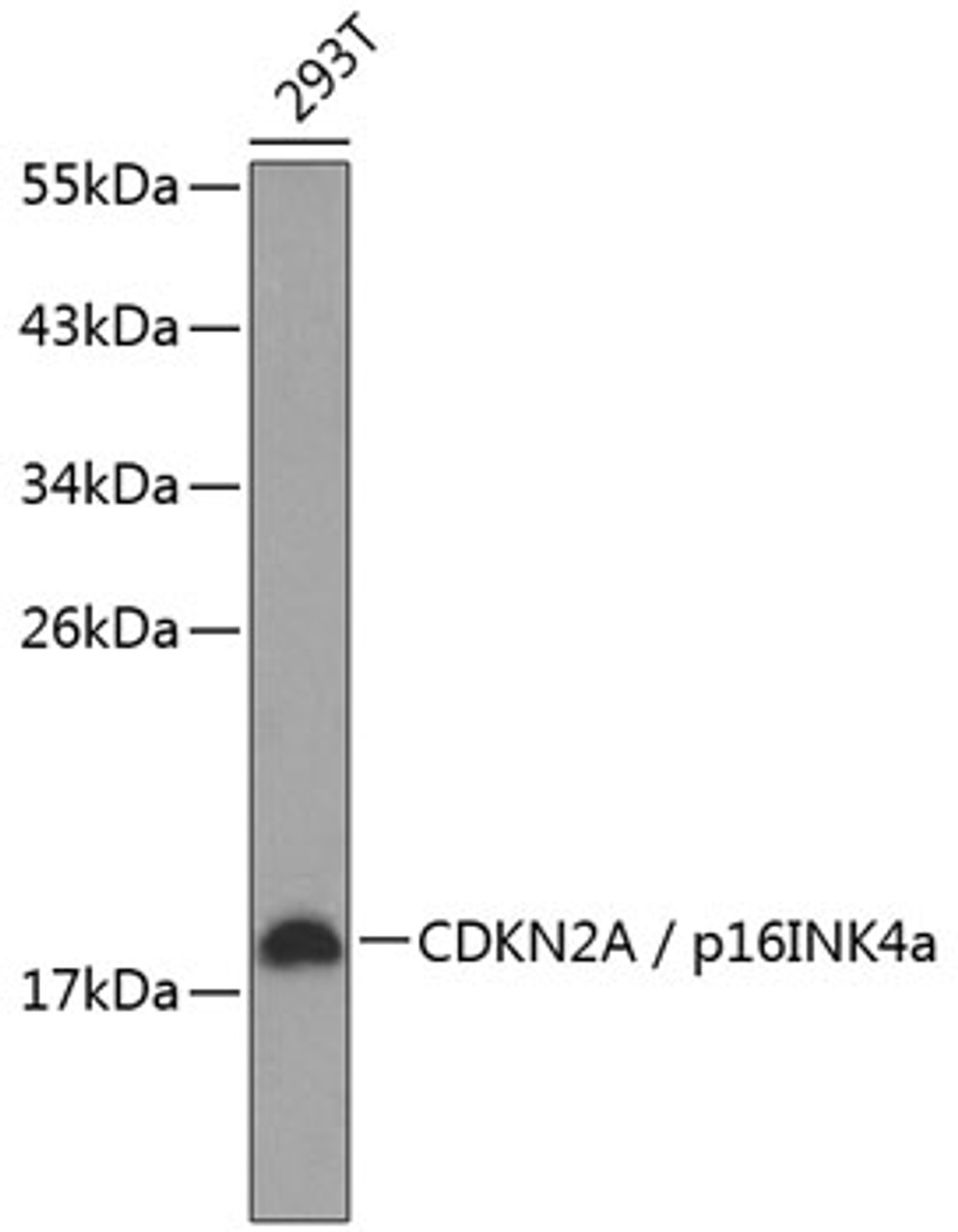 Western blot analysis of extracts of 293T cells, using CDKN2A / p16INK4a antibody (13-896) .<br/>Secondary antibody: HRP Goat Anti-Rabbit IgG (H+L) at 1:10000 dilution.<br/>Lysates/proteins: 25ug per lane.<br/>Blocking buffer: 3% nonfat dry milk in TBST.