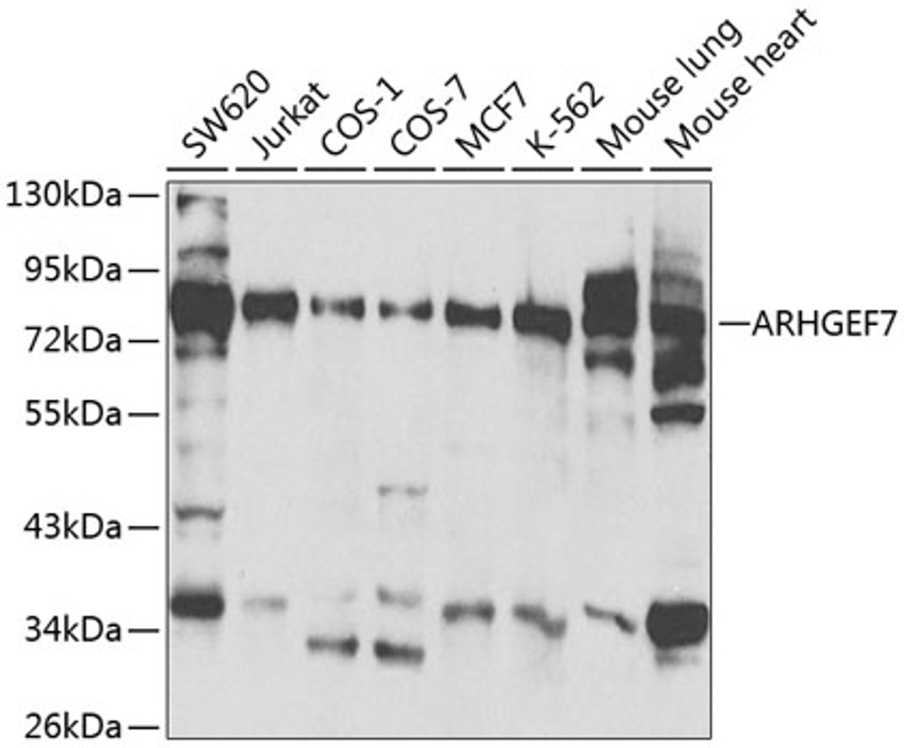 Western blot analysis of extracts of various cell lines, using ARHGEF7 antibody (13-905) at 1:500 dilution.<br/>Secondary antibody: HRP Goat Anti-Rabbit IgG (H+L) at 1:10000 dilution.<br/>Lysates/proteins: 25ug per lane.<br/>Blocking buffer: 3% nonfat dry milk in TBST.