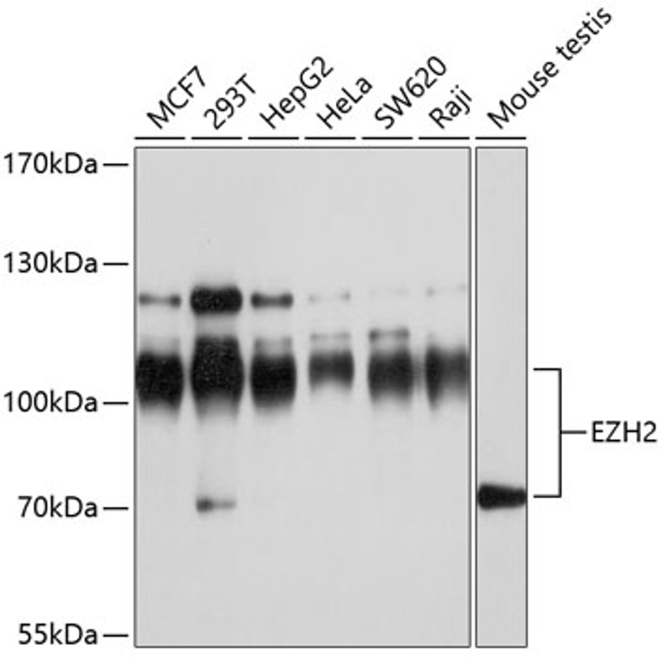 Western blot analysis of extracts of various cell lines, using EZH2 antibody (13-908) at 1:1000 dilution.<br/>Secondary antibody: HRP Goat Anti-Rabbit IgG (H+L) at 1:10000 dilution.<br/>Lysates/proteins: 25ug per lane.<br/>Blocking buffer: 3% nonfat dry milk in TBST.<br/>Detection: ECL Basic Kit.<br/>Exposure time: 30s.