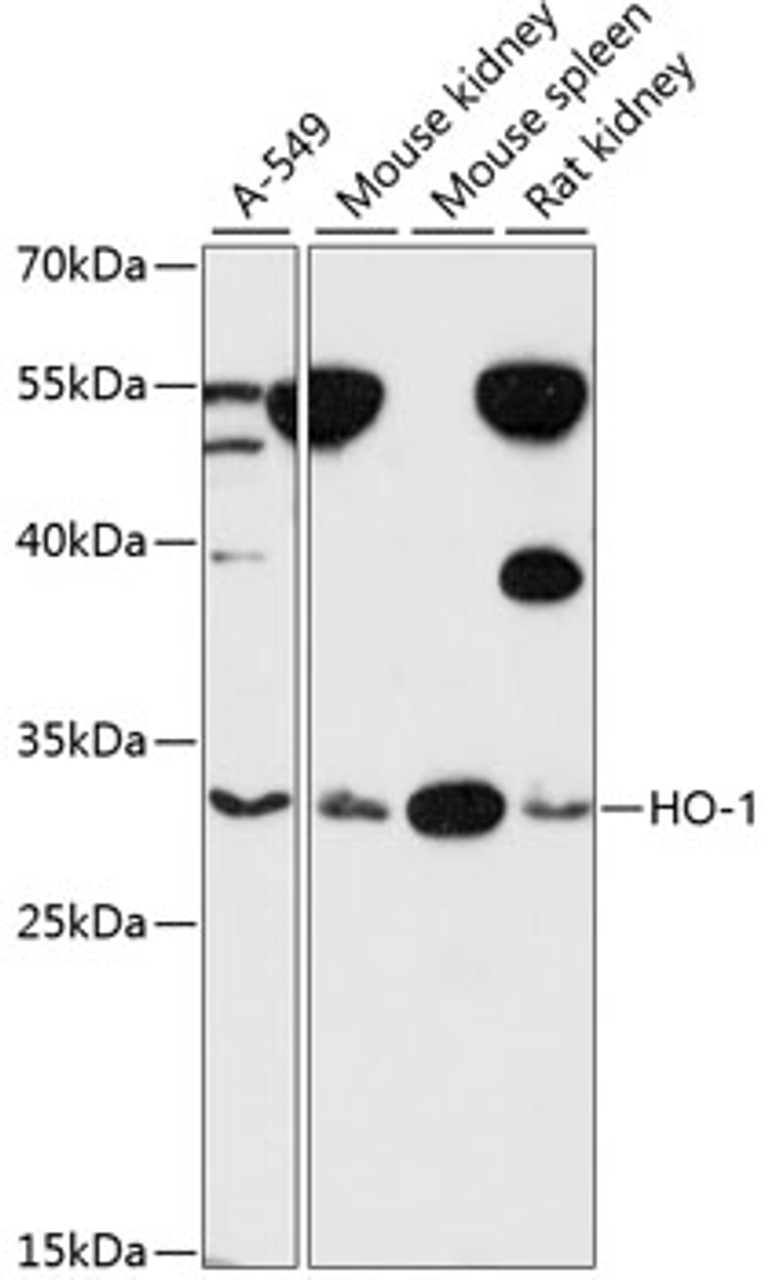 Western blot analysis of extracts of various cell lines, using HO-1 antibody (13-912) at 1:1000 dilution.<br/>Secondary antibody: HRP Goat Anti-Rabbit IgG (H+L) at 1:10000 dilution.<br/>Lysates/proteins: 25ug per lane.<br/>Blocking buffer: 3% nonfat dry milk in TBST.<br/>Detection: ECL Basic Kit.<br/>Exposure time: 10s.