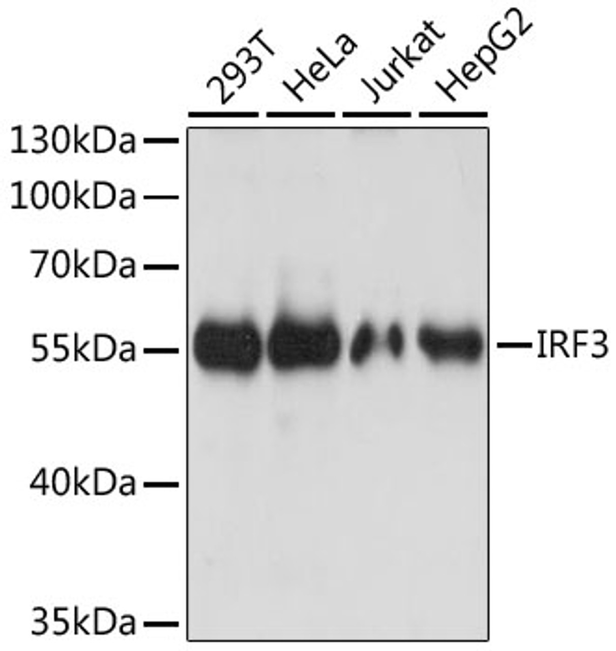 Western blot analysis of extracts of various cell lines, using IRF3 antibody (13-919) at 1:3000 dilution.<br/>Secondary antibody: HRP Goat Anti-Rabbit IgG (H+L) at 1:10000 dilution.<br/>Lysates/proteins: 25ug per lane.<br/>Blocking buffer: 3% nonfat dry milk in TBST.<br/>Detection: ECL Basic Kit.<br/>Exposure time: 1s.