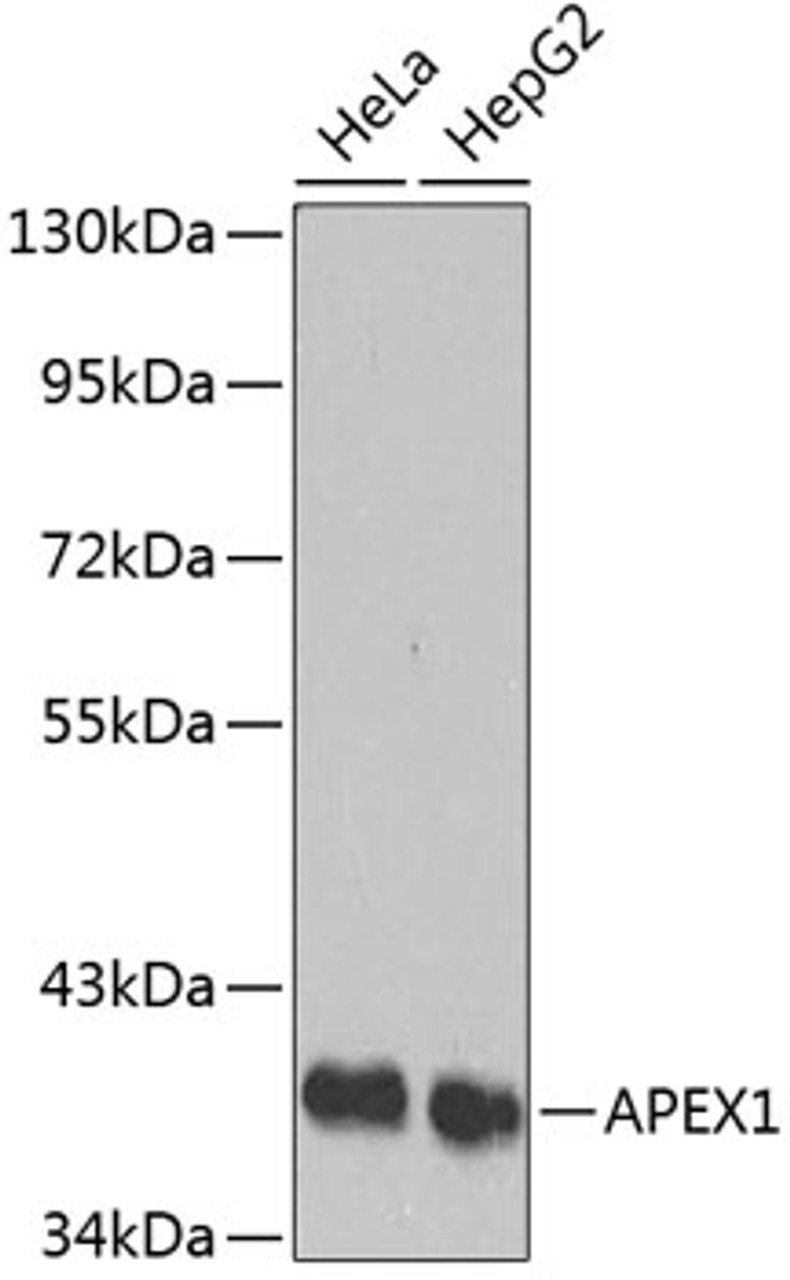 Western blot analysis of extracts of various cell lines, using APEX1 antibody (13-943) .<br/>Secondary antibody: HRP Goat Anti-Rabbit IgG (H+L) at 1:10000 dilution.<br/>Lysates/proteins: 25ug per lane.<br/>Blocking buffer: 3% nonfat dry milk in TBST.