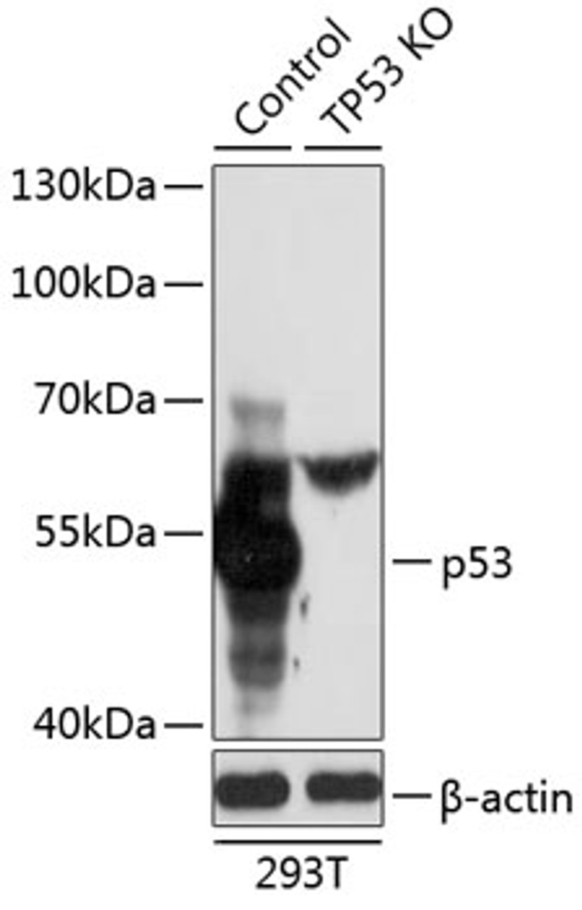 Western blot analysis of extracts from normal (control) and p53 knockout (KO) 293T cells, using p53 antibody (13-958) at 1:1000 dilution.<br/>Secondary antibody: HRP Goat Anti-Rabbit IgG (H+L) at 1:10000 dilution.<br/>Lysates/proteins: 25ug per lane.<br/>Blocking buffer: 3% nonfat dry milk in TBST.<br/>Detection: ECL Basic Kit.<br/>Exposure time: 5s.